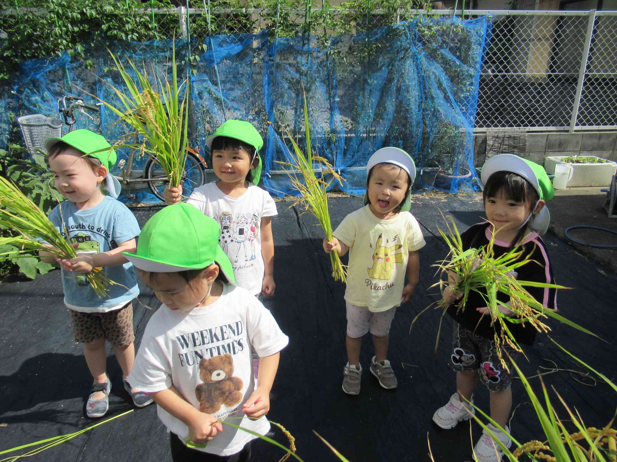 食育（お米１）