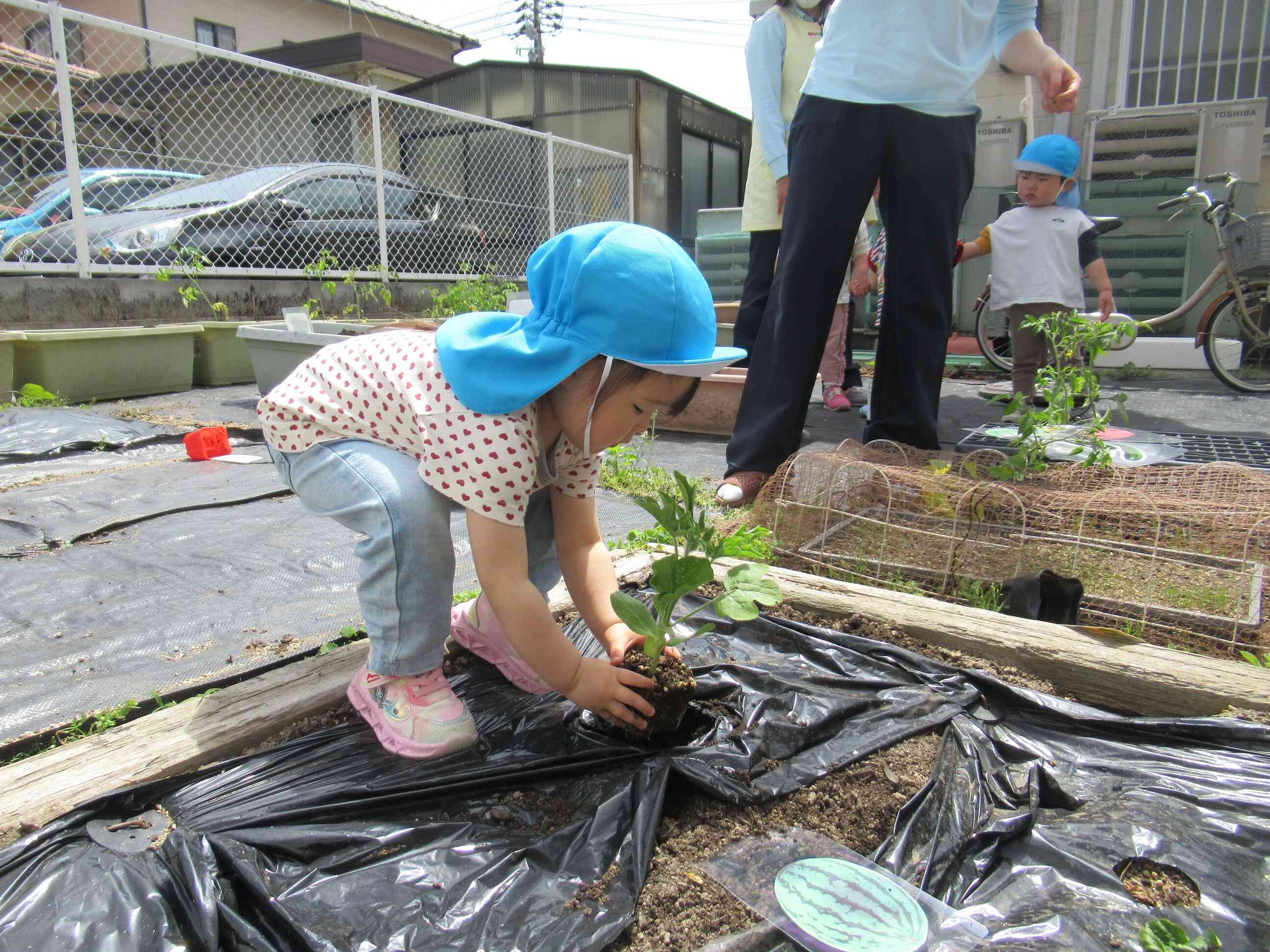 野菜の苗植え2
