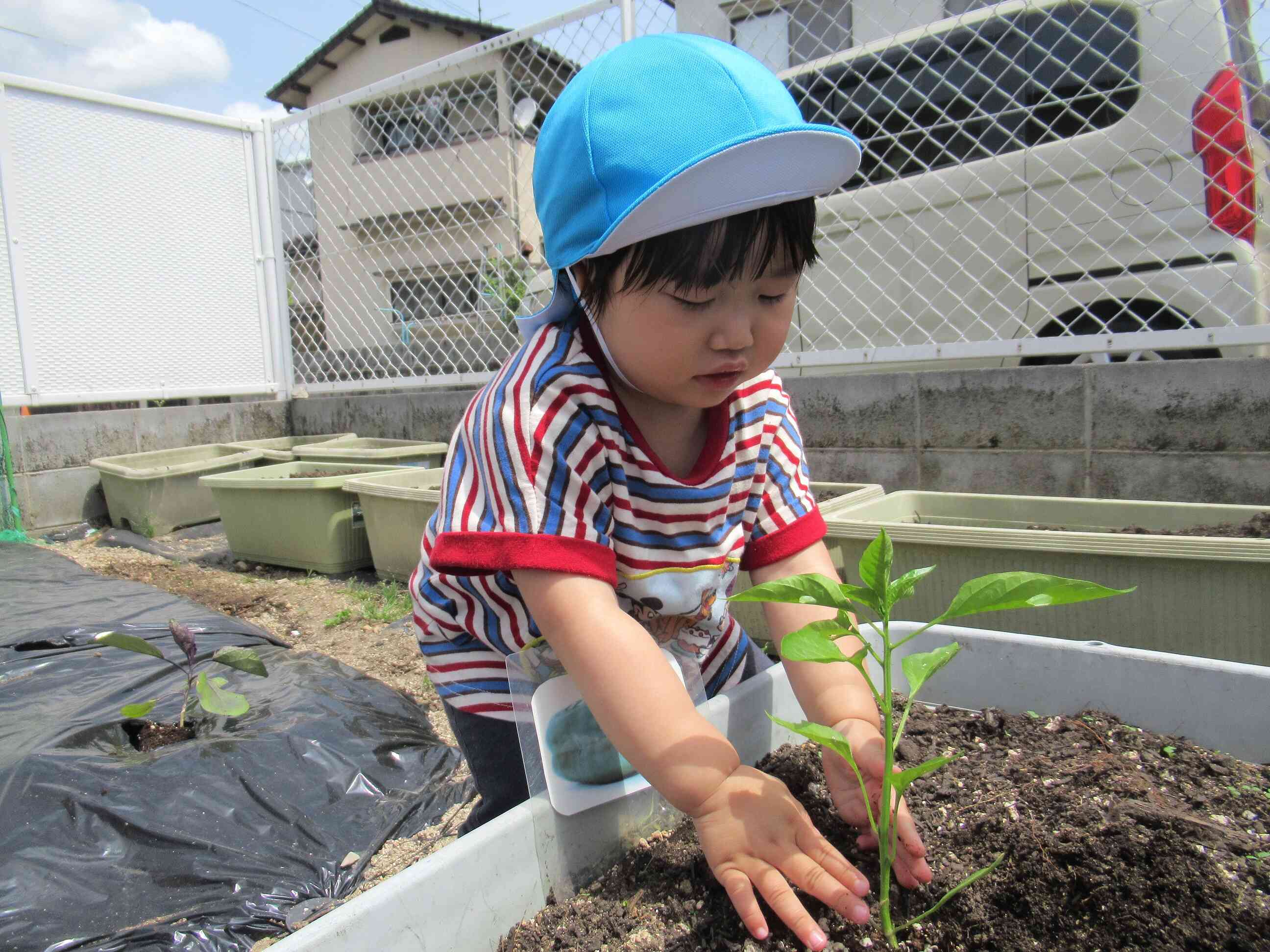 ピーマンを植えました。