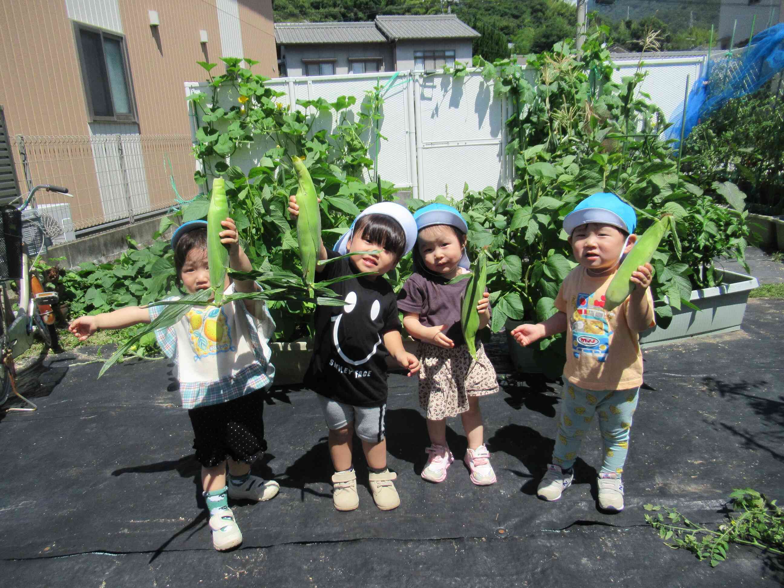 夏野菜の収穫２