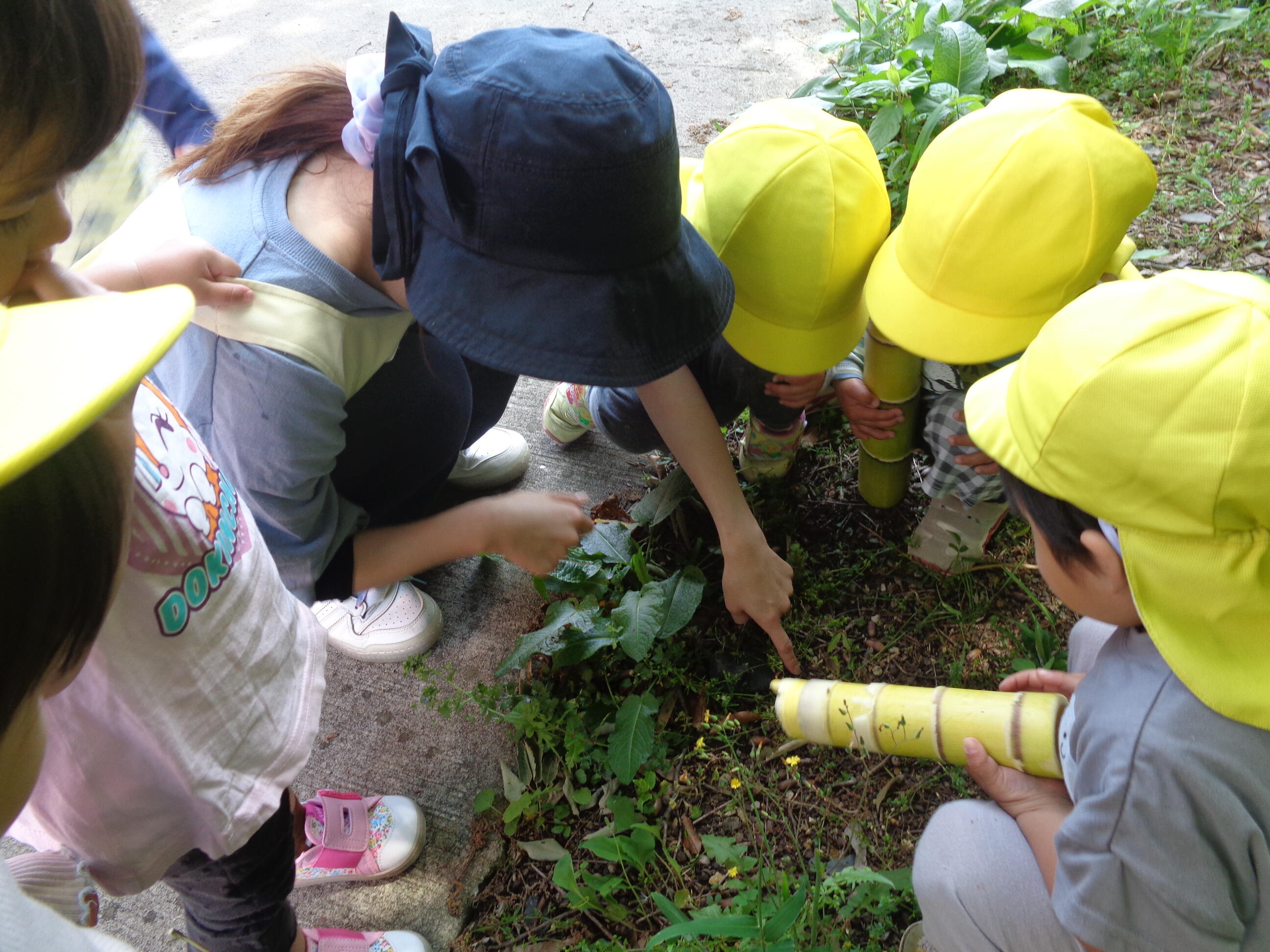 どんぐり坂で若竹取って、虫みつけ！