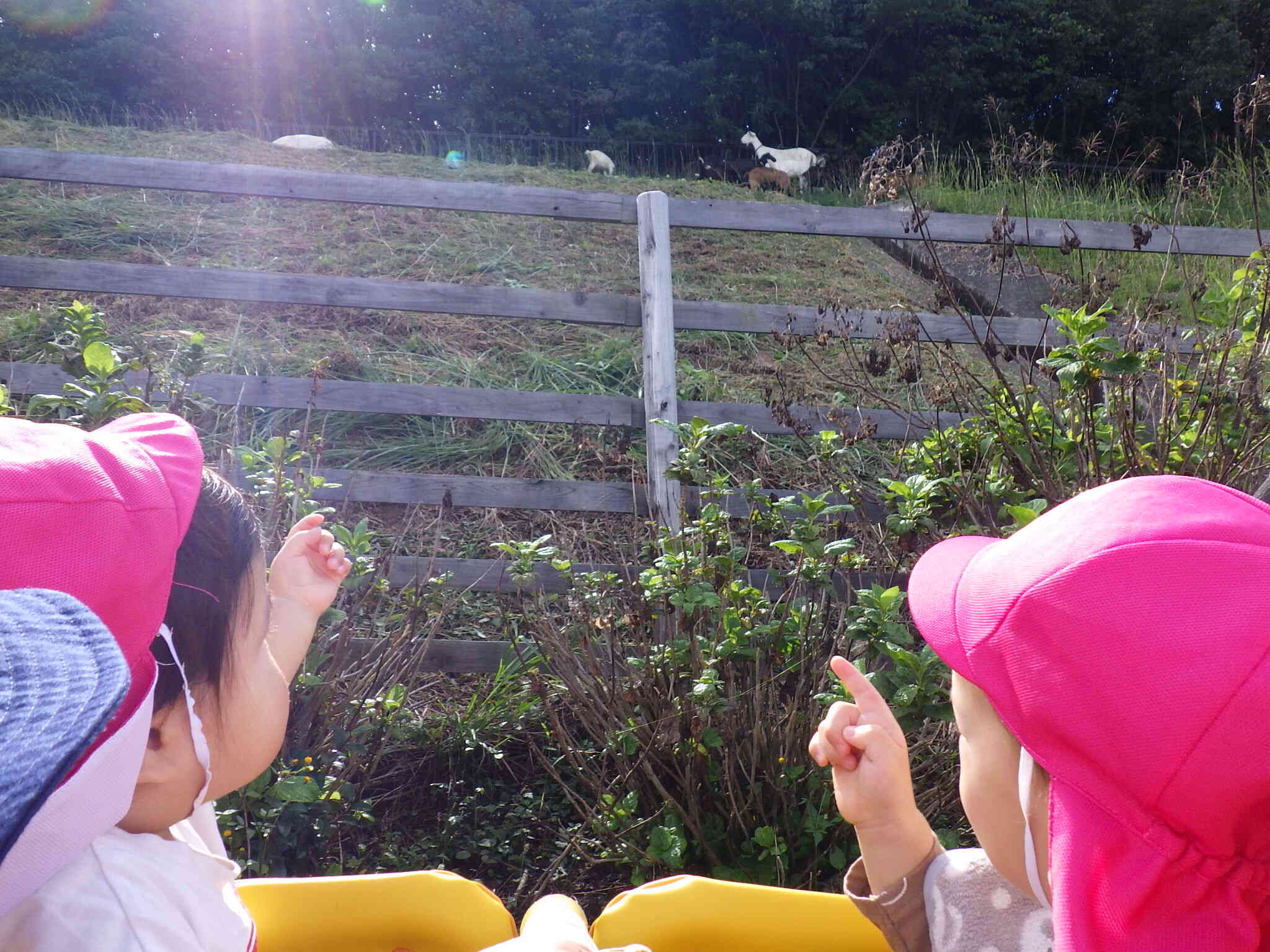 やぎさんいる！！