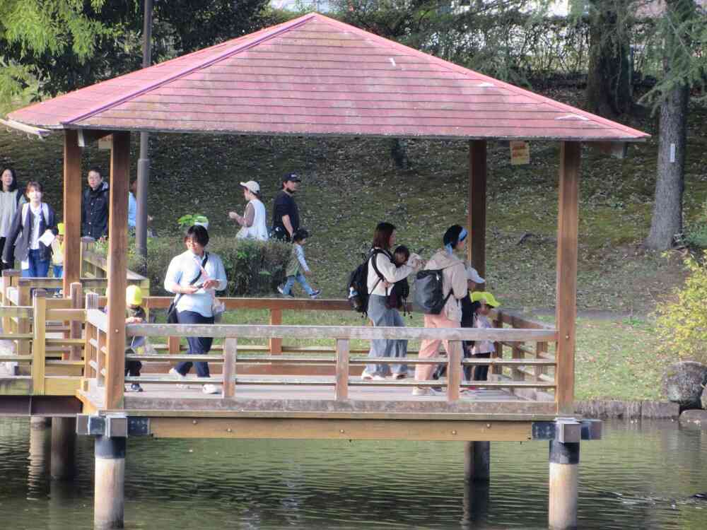 池でコイやカモにエサをあげるよ～