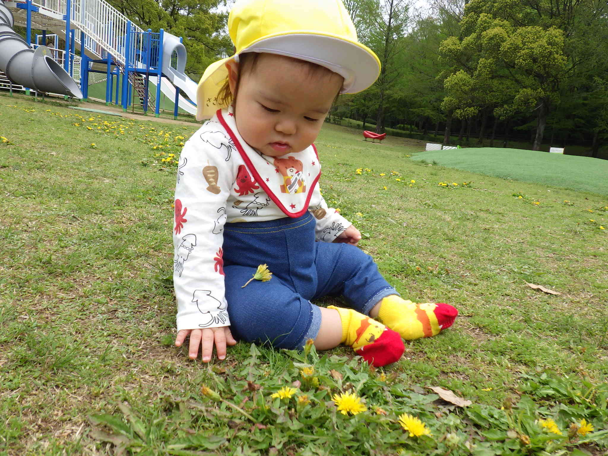 たんぽぽみ～つけた！