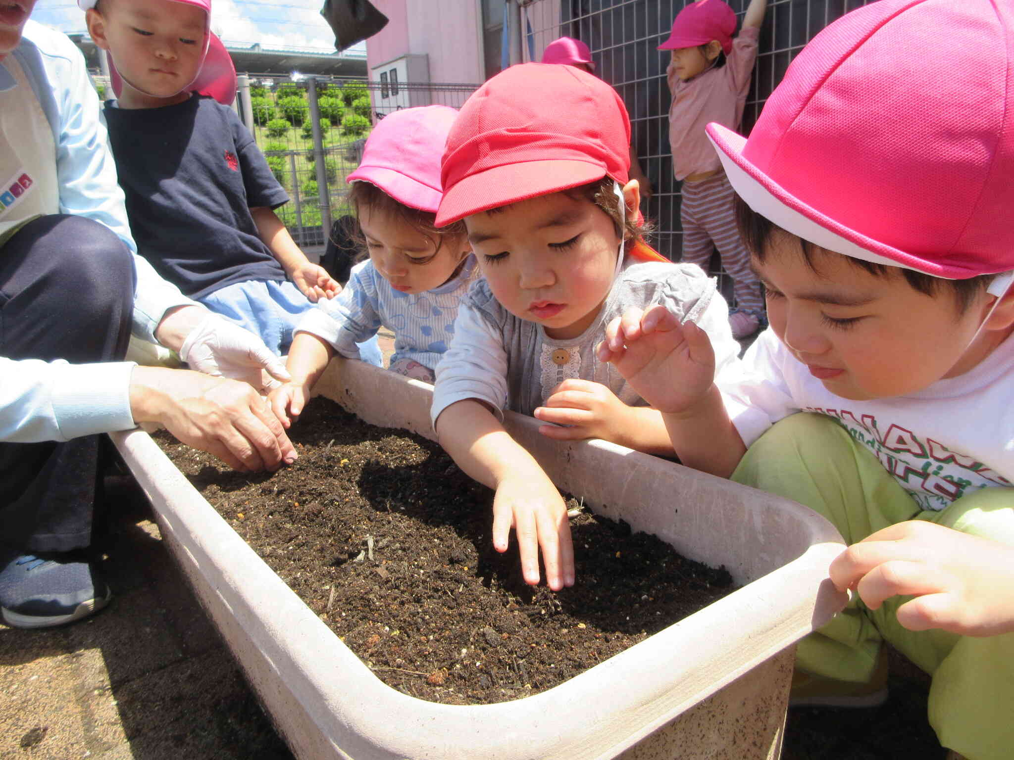 『大きくなってね』と朝顔の種まきをする子どもたち