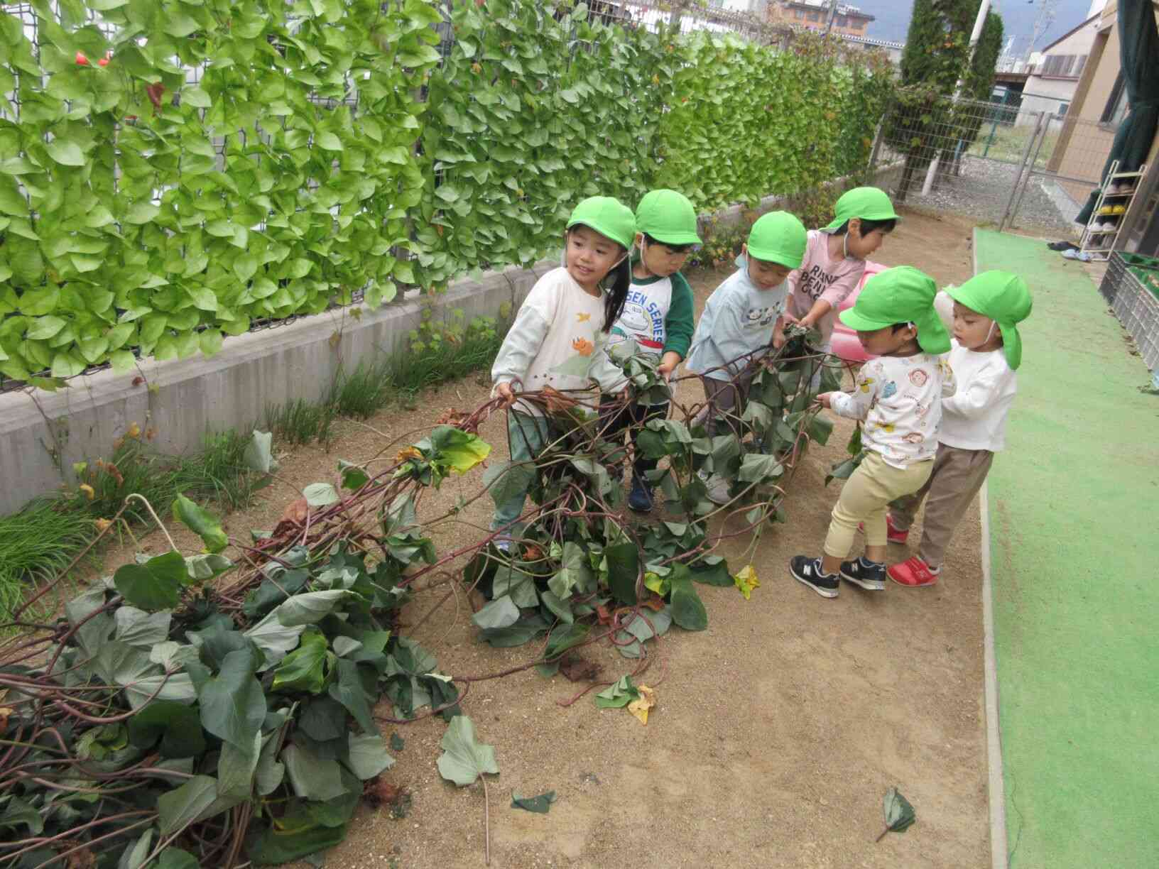 お芋堀り