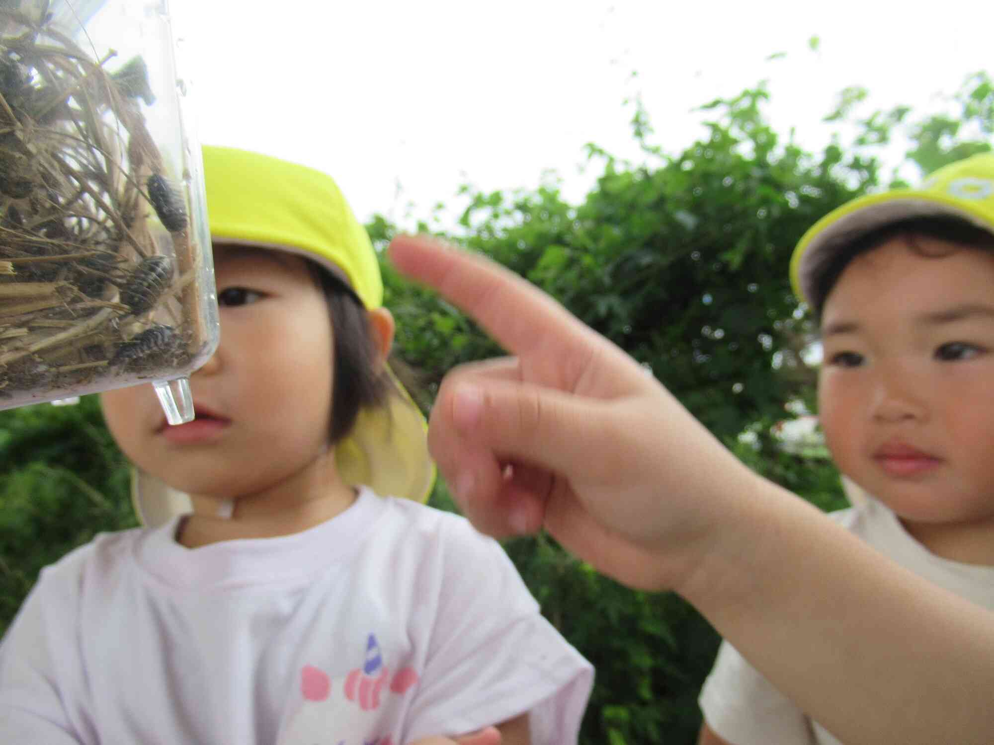 子ども達が見つけたダンゴムシ。次の日にはダンゴムシのお家に帰すことができました！