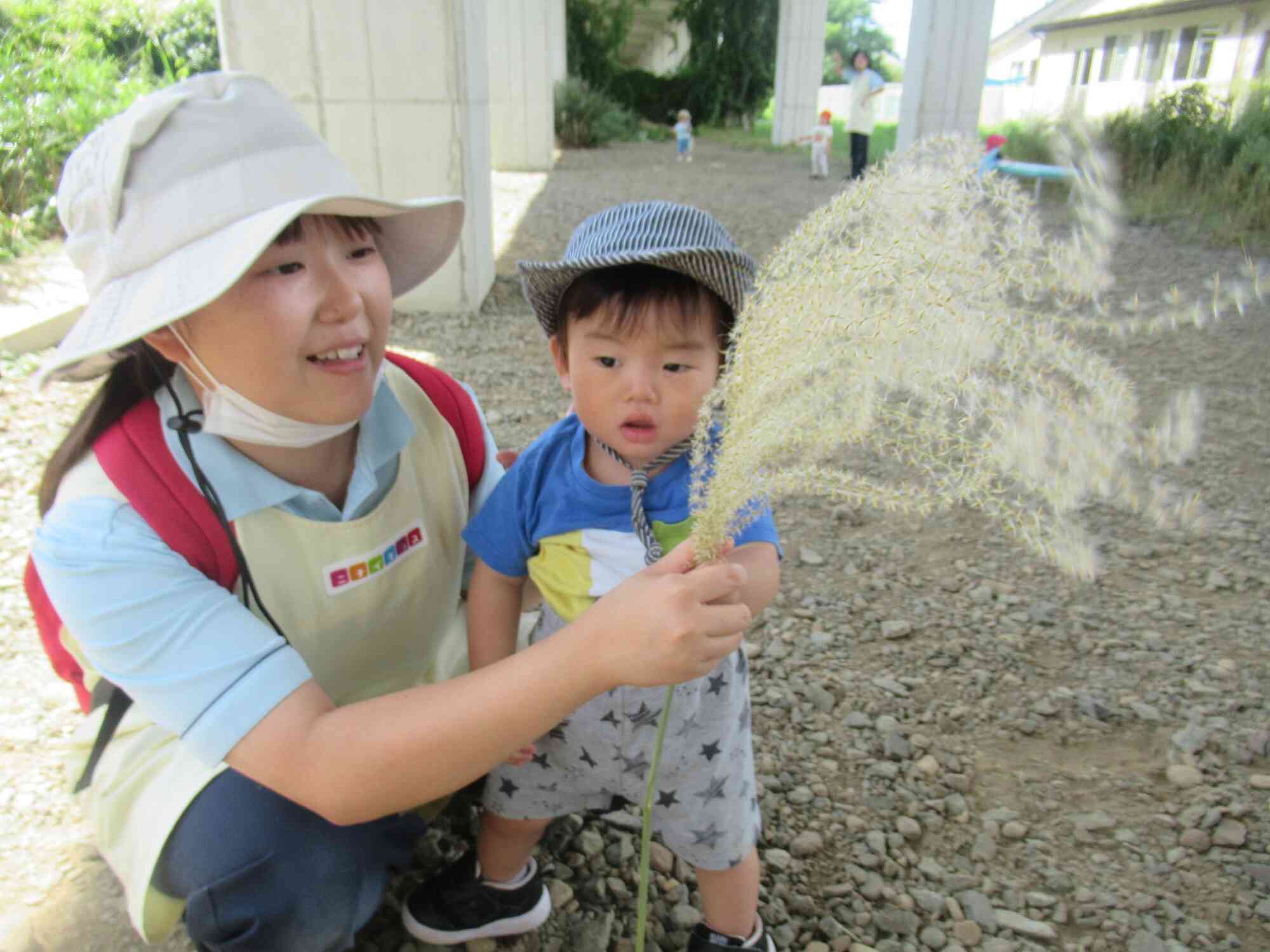 大きなすすきを見つけたよ！