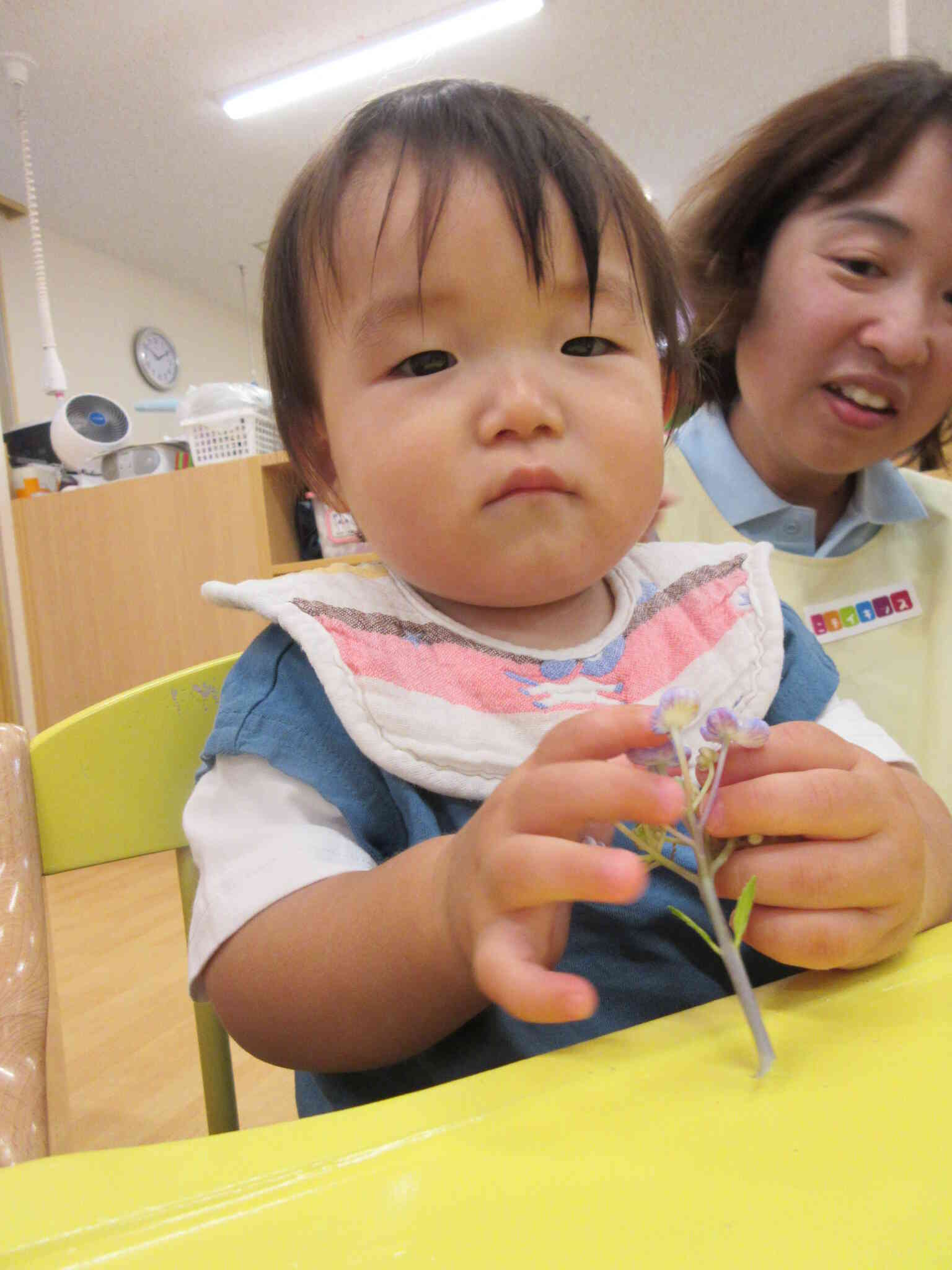 紫陽花の観察をしたよ（0歳児・ひよこ組）｜ニチイキッズ水戸保育園