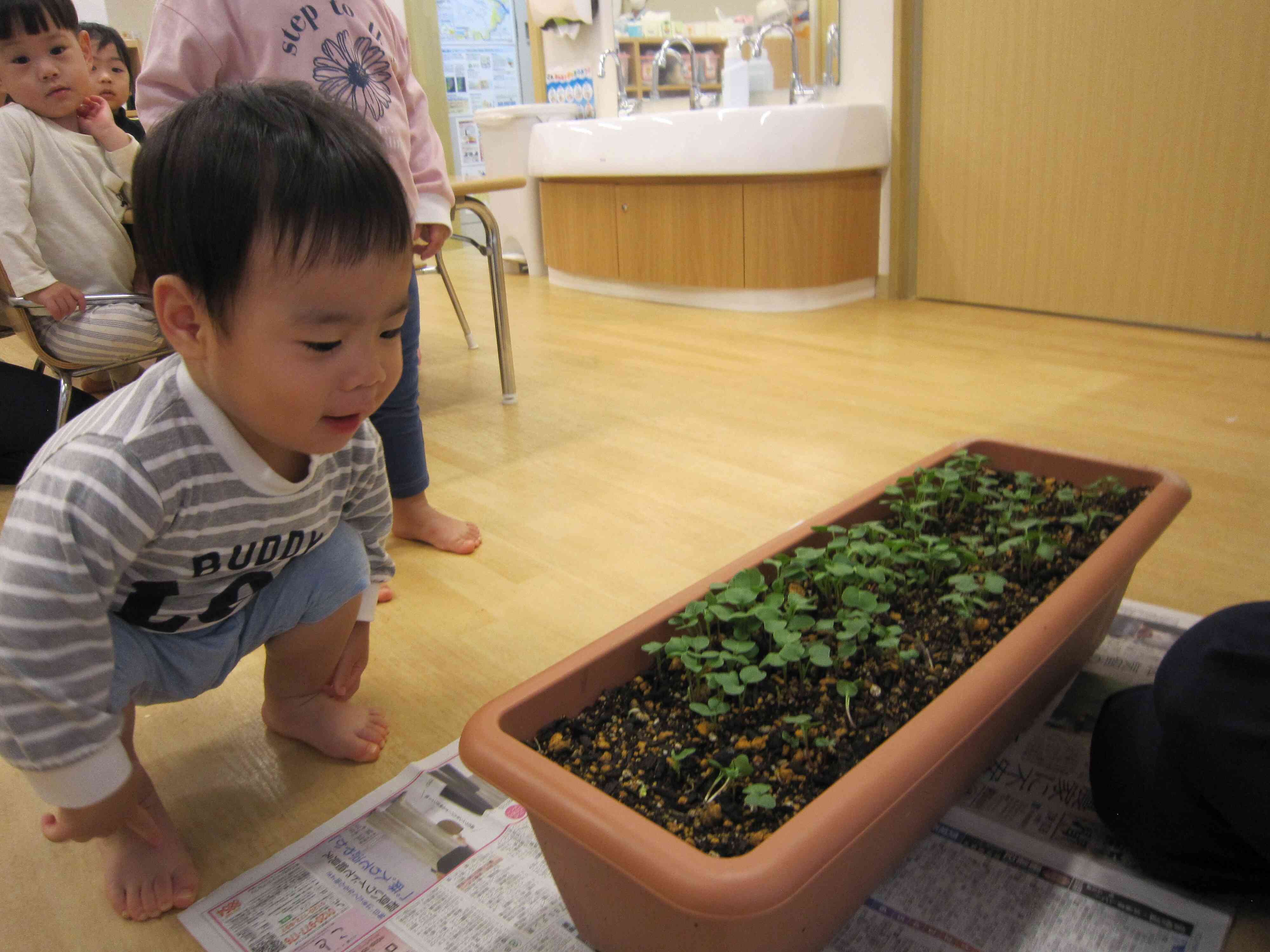 葉っぱがいっぱい！