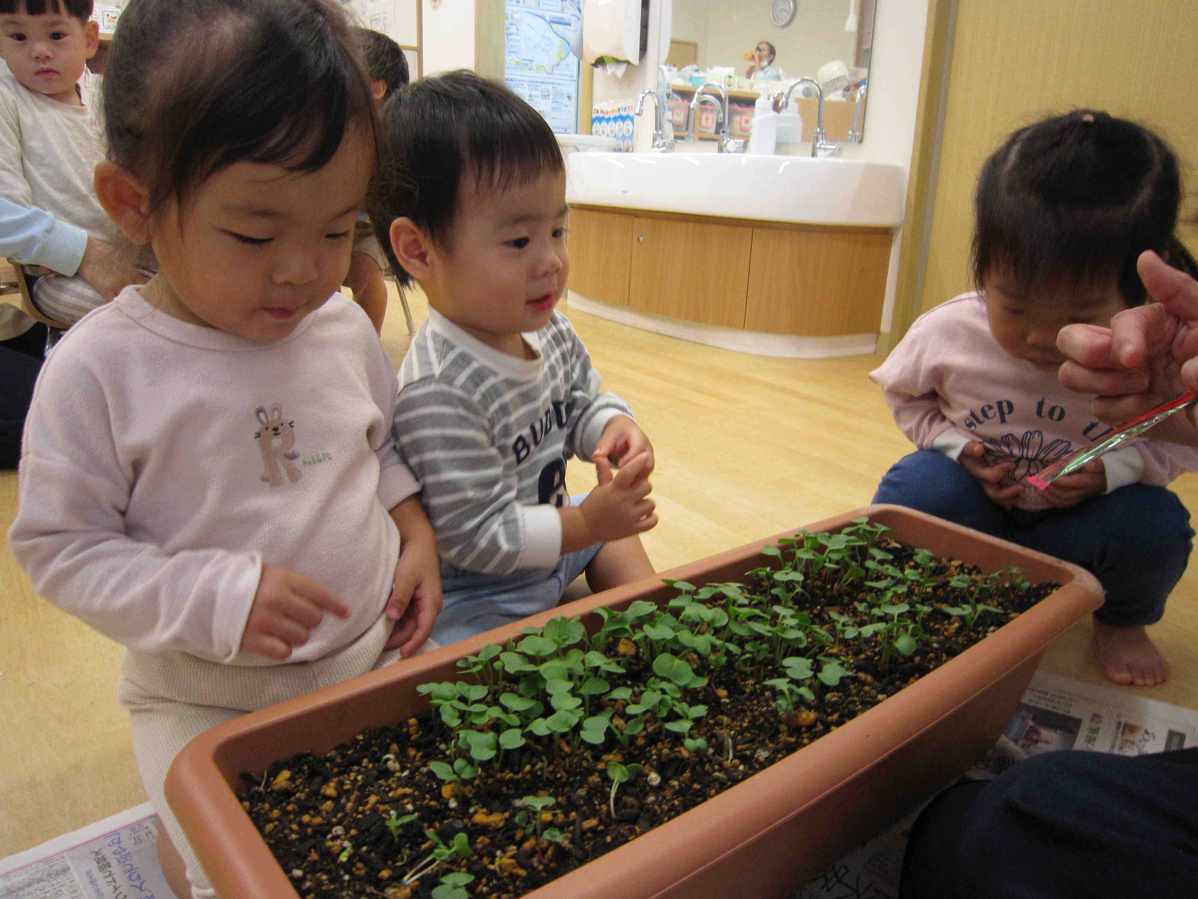 ２０日経過「はつかだいこん」の観察