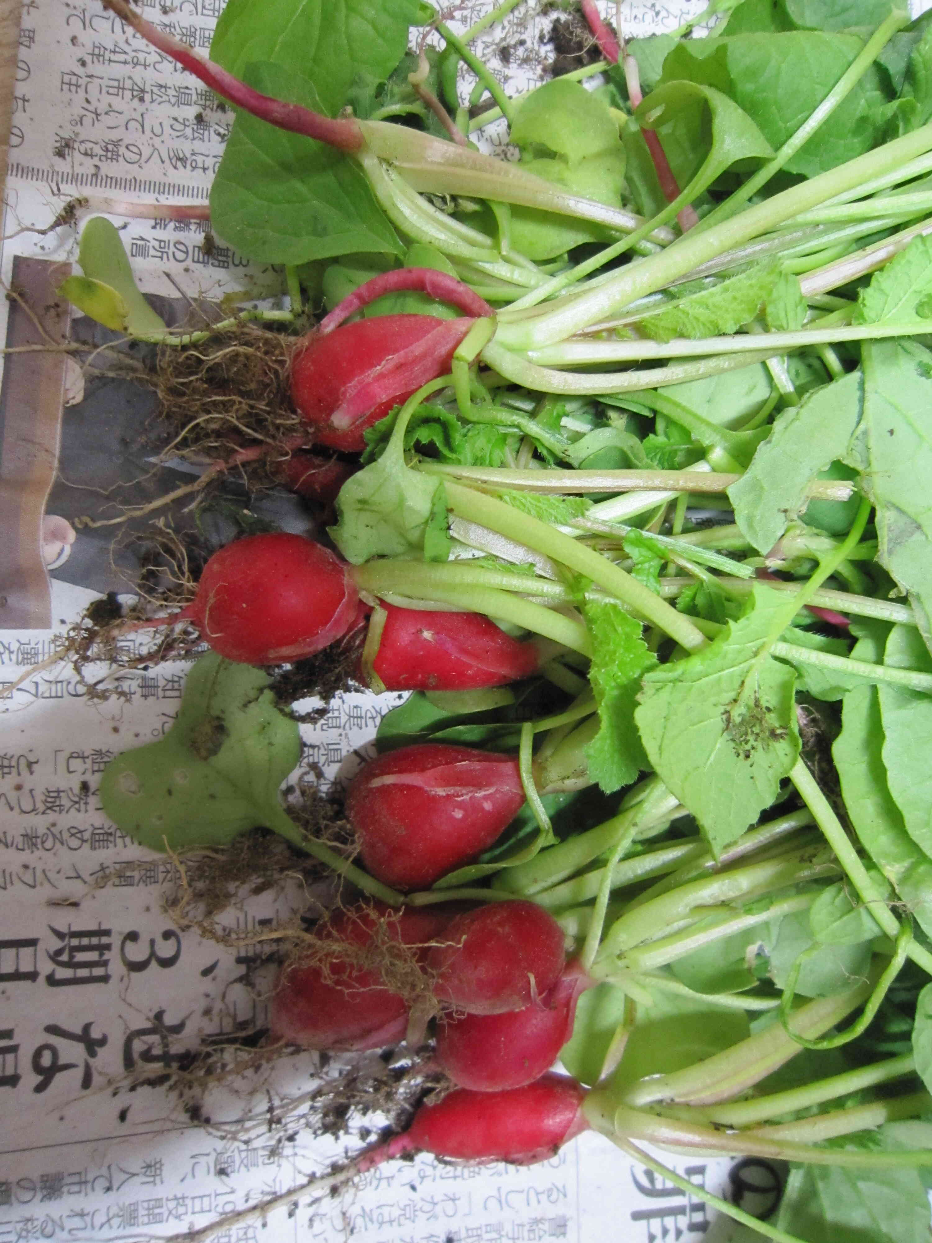 食育　「はつか大根カレー」