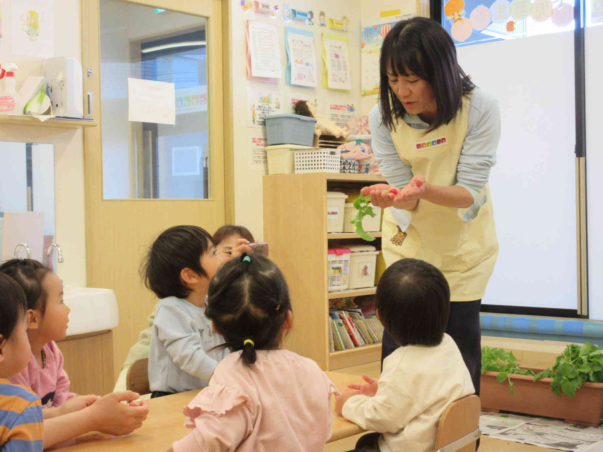 はつか大根の収穫！