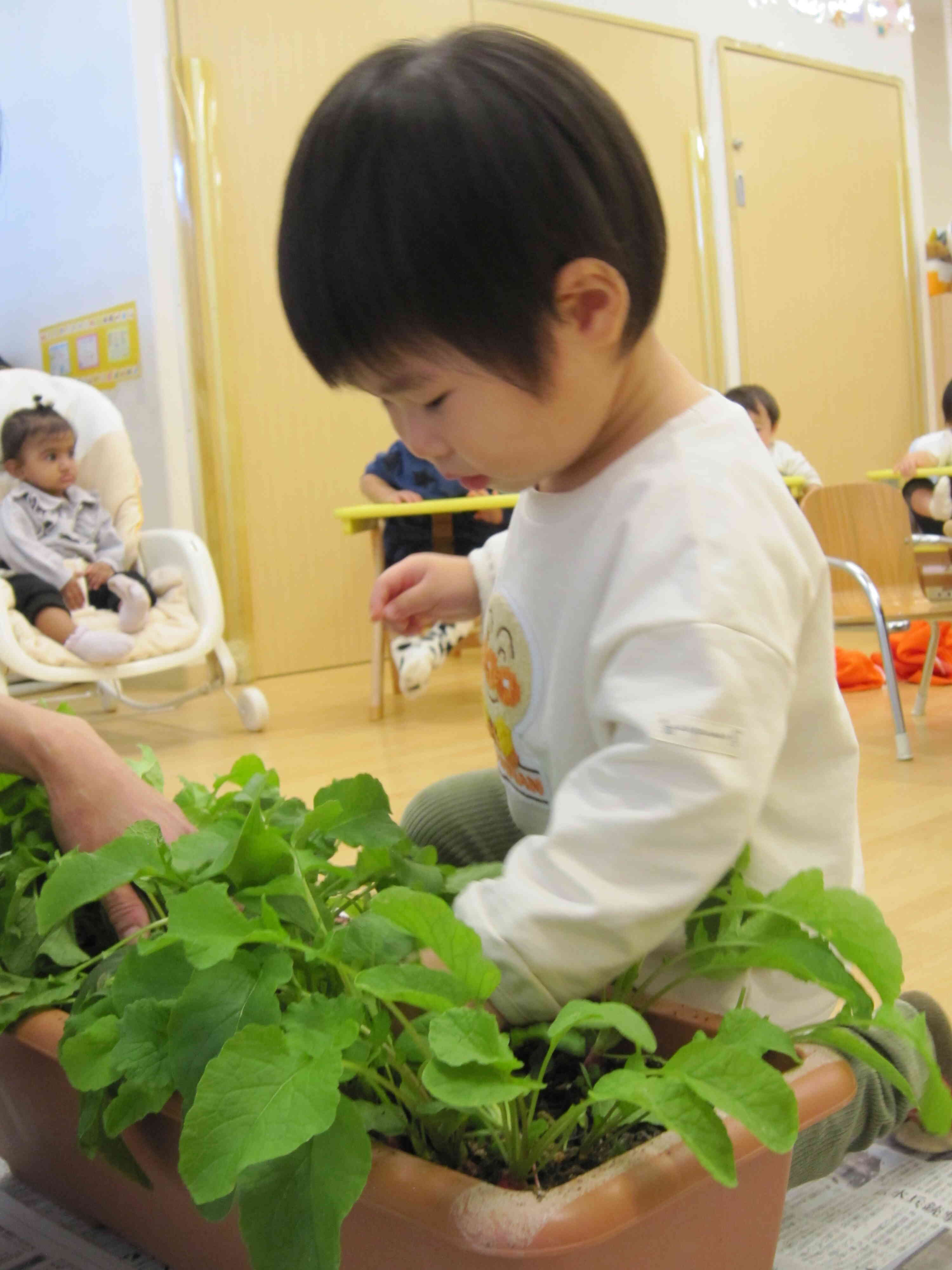 どれにしようかな