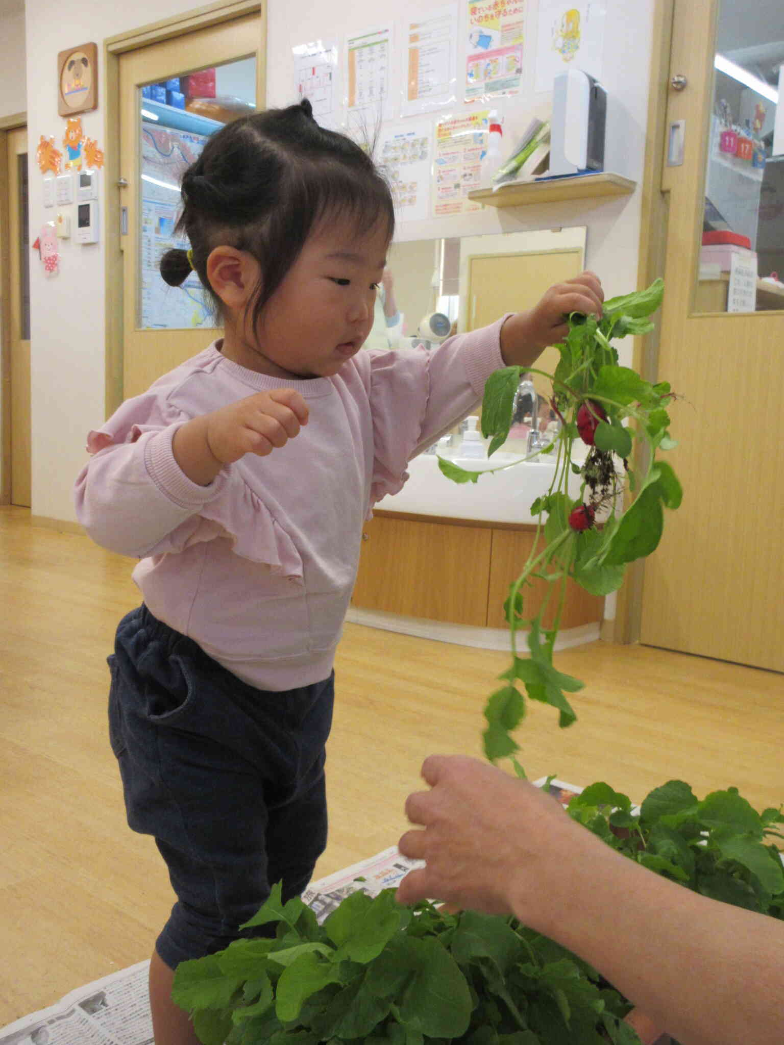 二十日大根の収穫風景☆