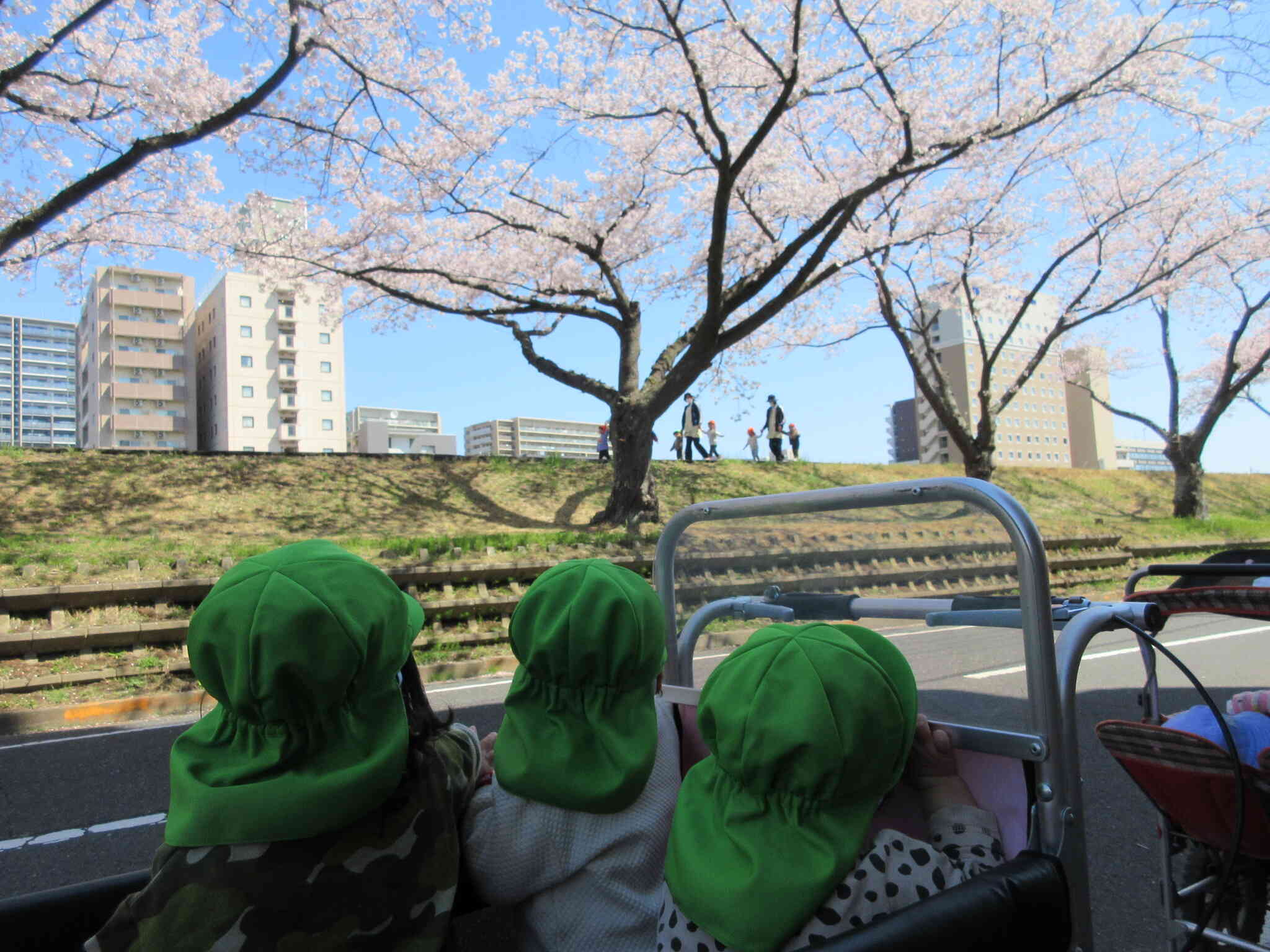 みんなで桜川でお花見お散歩です。カートにのったあひる組のお友達が土手を歩くうさぎ組を発見！「お～い！！」と元気な声でご挨拶。可愛いですね。