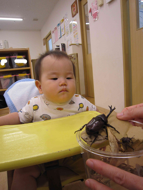 カブトムシの観察をしました！（０歳児・ひよこ組）