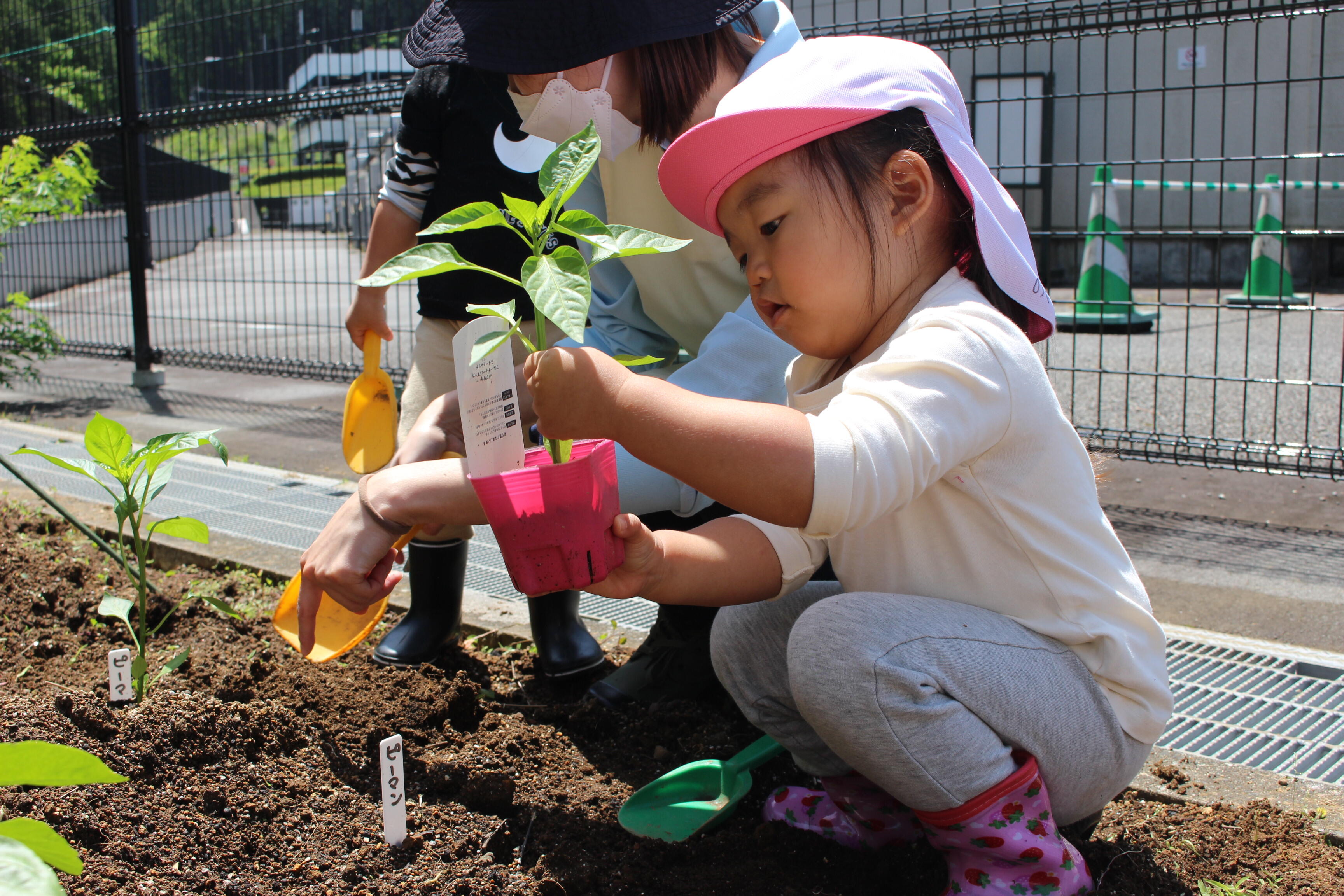 食育 夏野菜の苗植え｜御殿場プレミアム・アウトレット保育園｜ニチイ