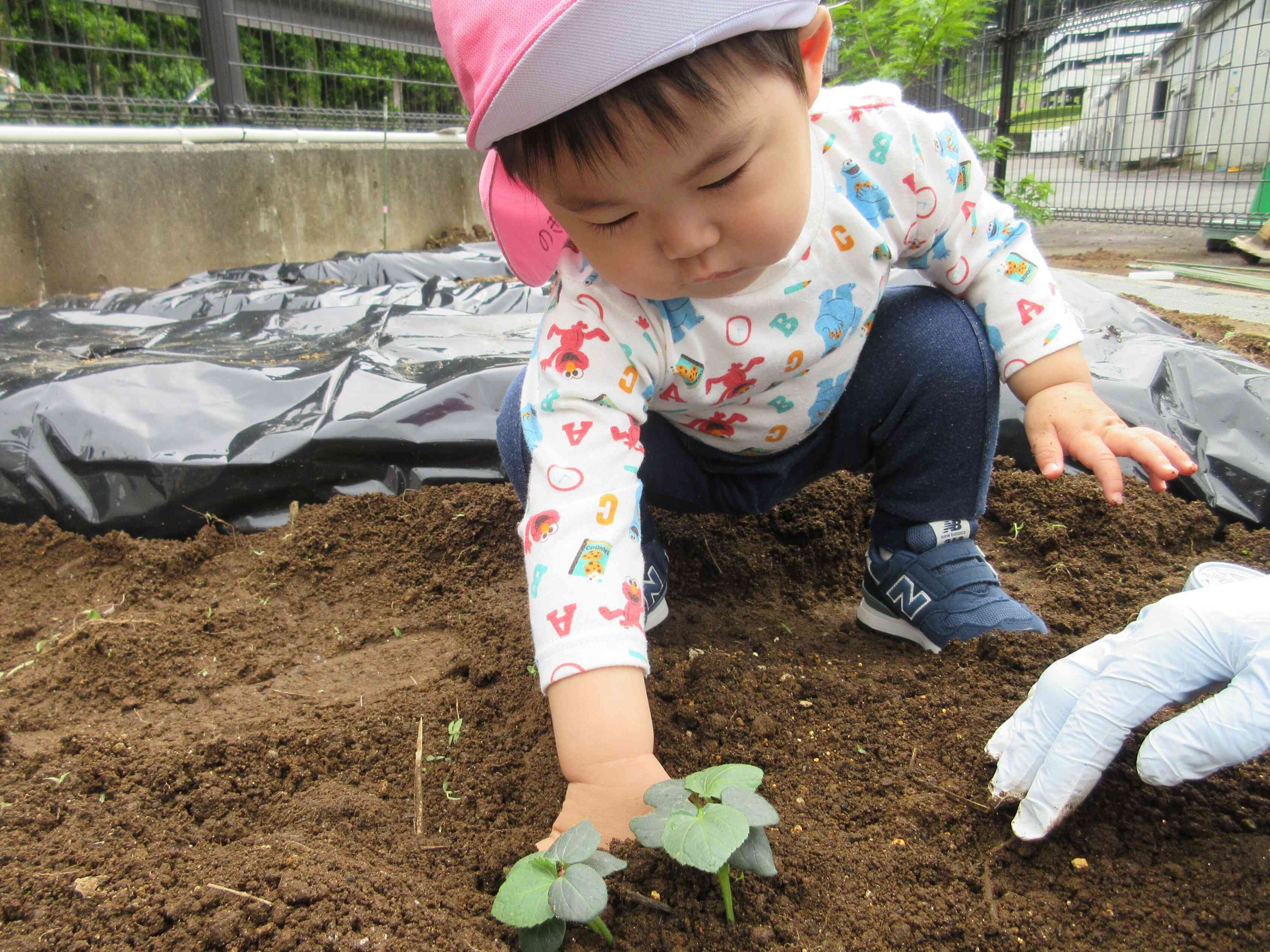 1歳児クラスのお友だちはおくらの苗を植えました。