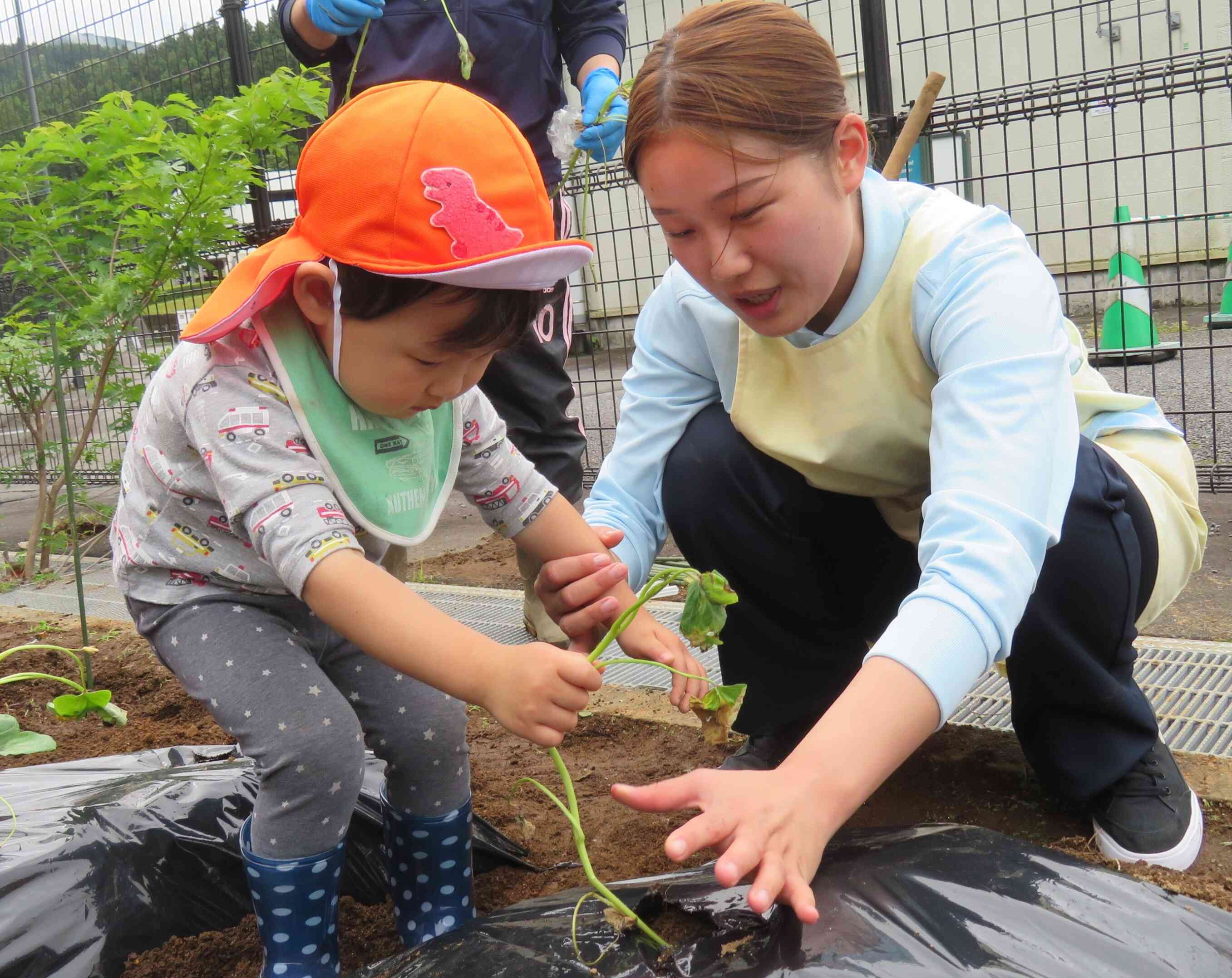 秋の収穫を楽しみにさつまいもの苗植えをしました。