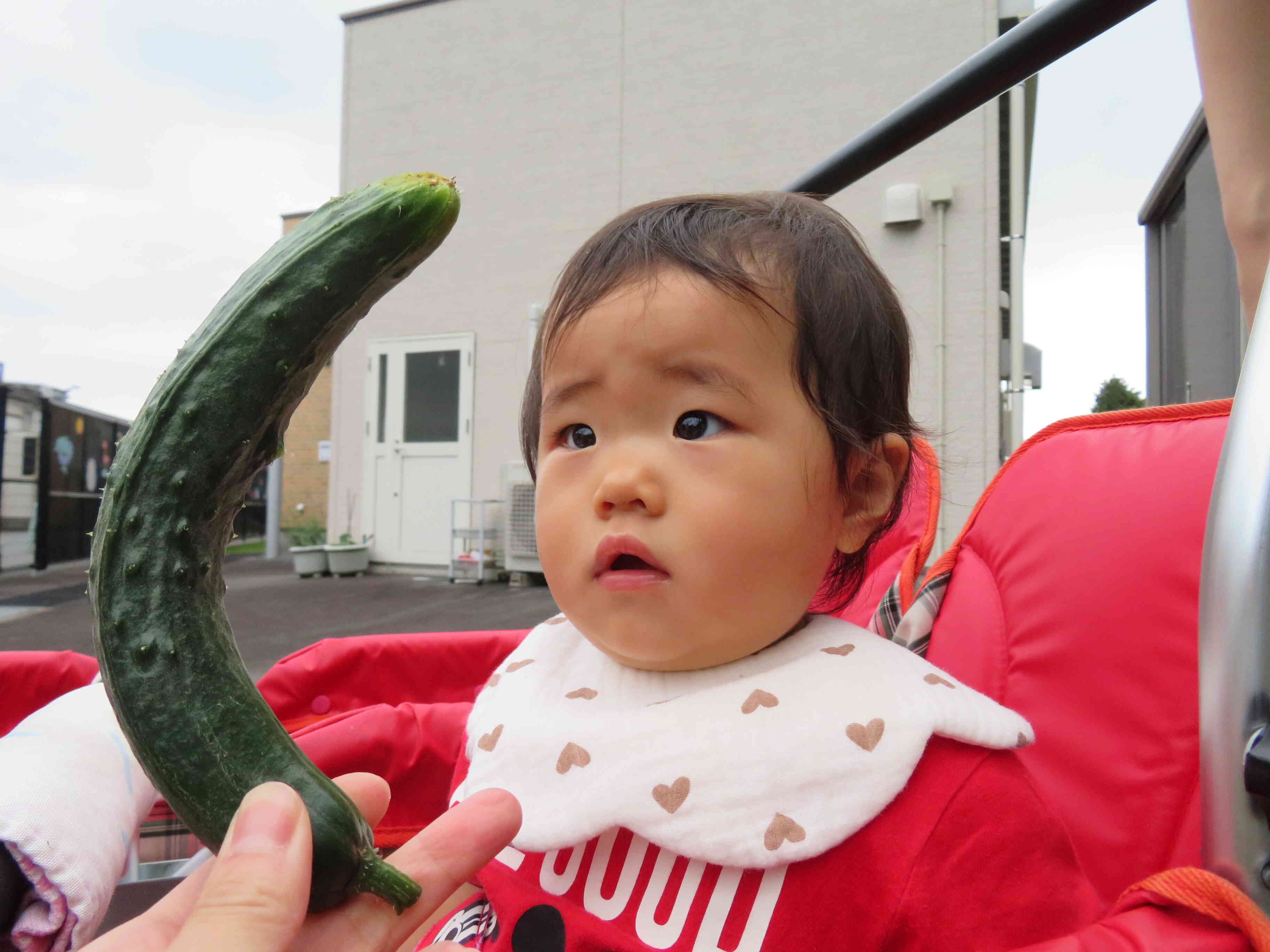 きゅうりがくねってできたよ、不思議だね。