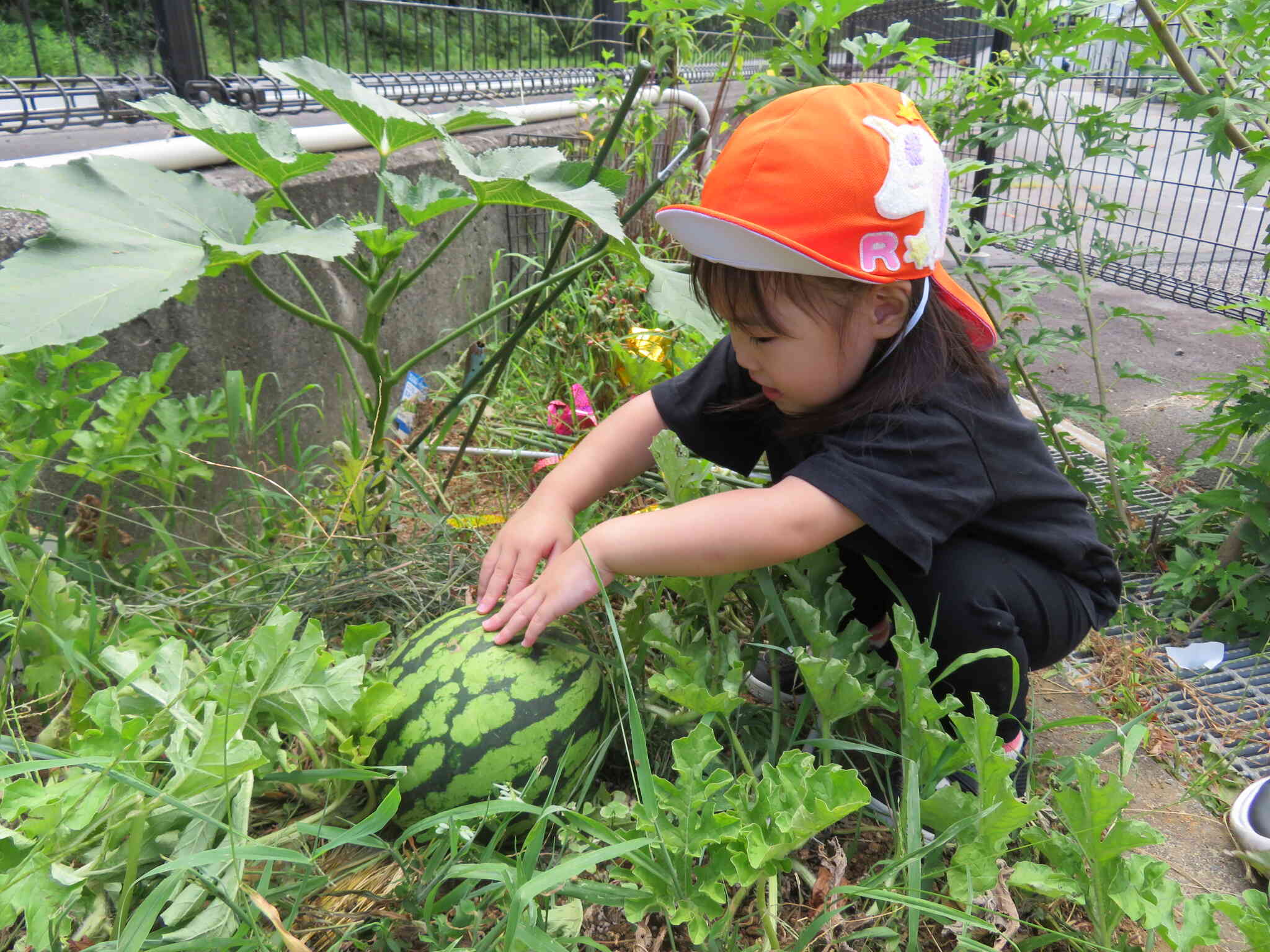 大きなスイカができたよ！！