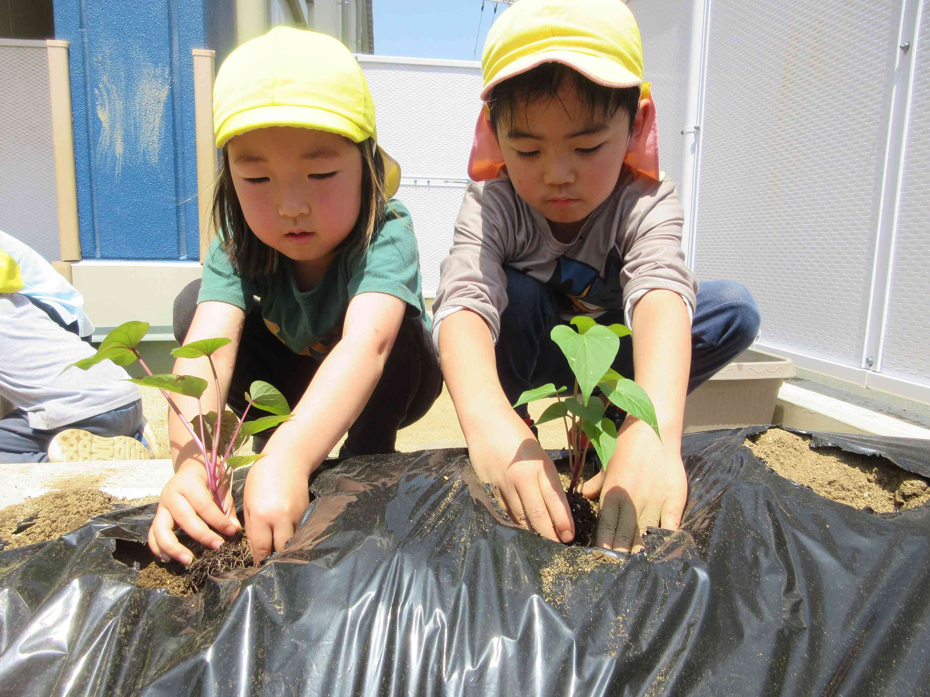 きりん組さんはさつまいもの苗植えをしたよ