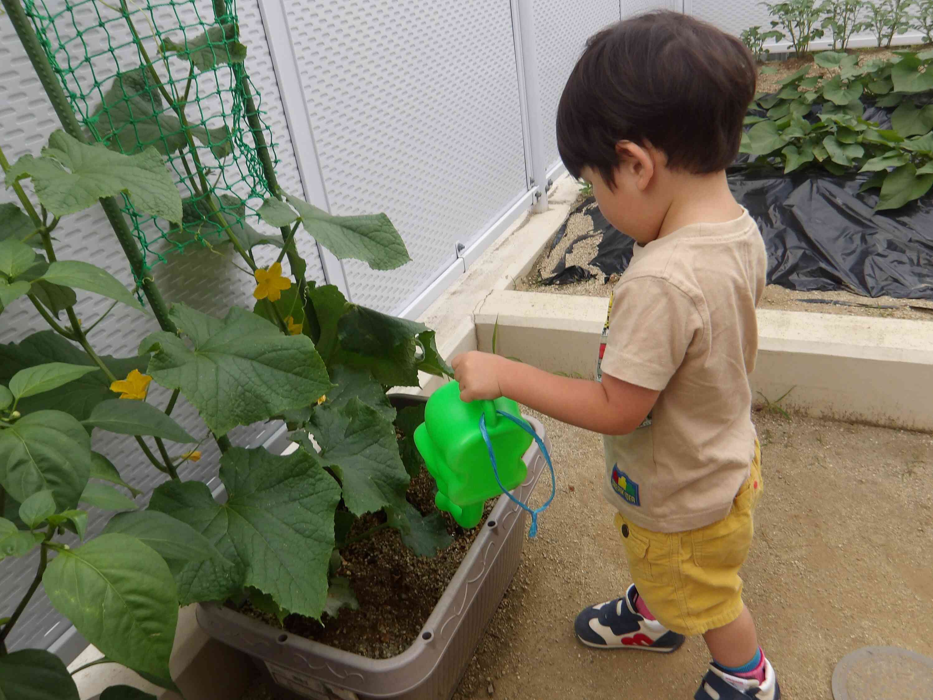 お水あげようね!