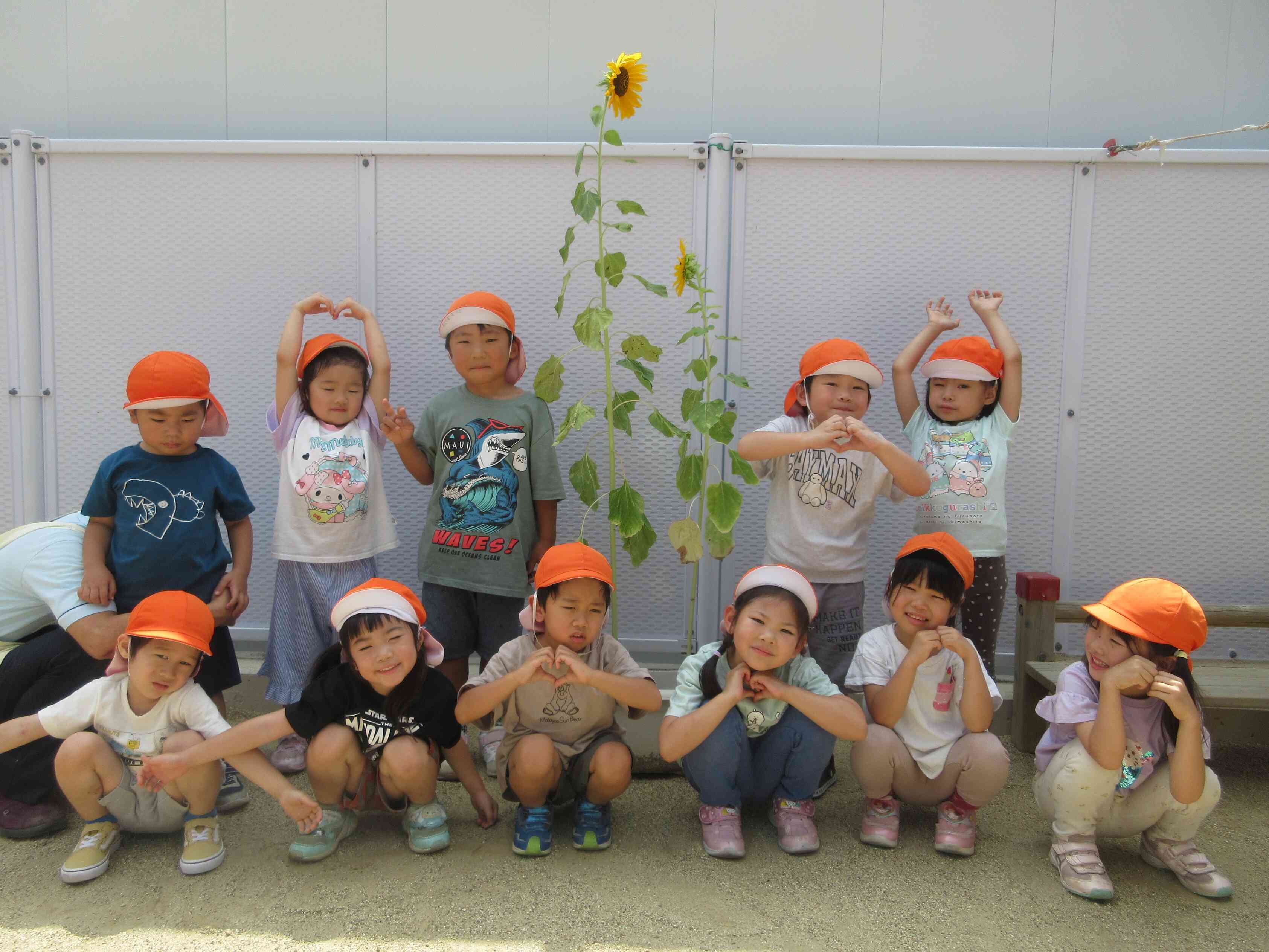 園庭のひまわりを見に行ったよ！4歳児
