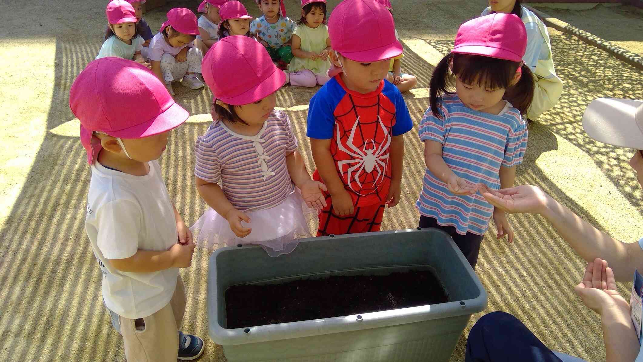 【乳児食育】にんじん・だいこんを植えたよ