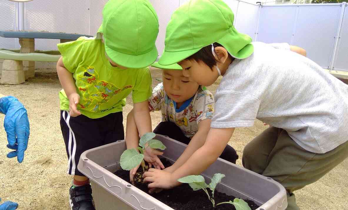 【幼児食育】冬野菜を植えたよ