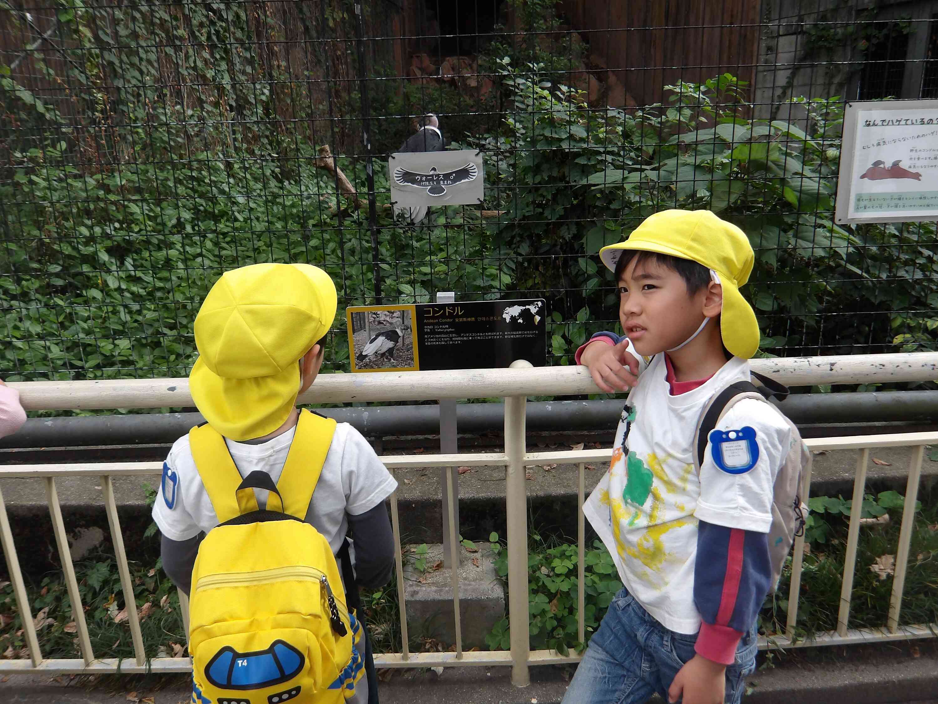 羽を広げたらどれくらい大きいのかなぁ?