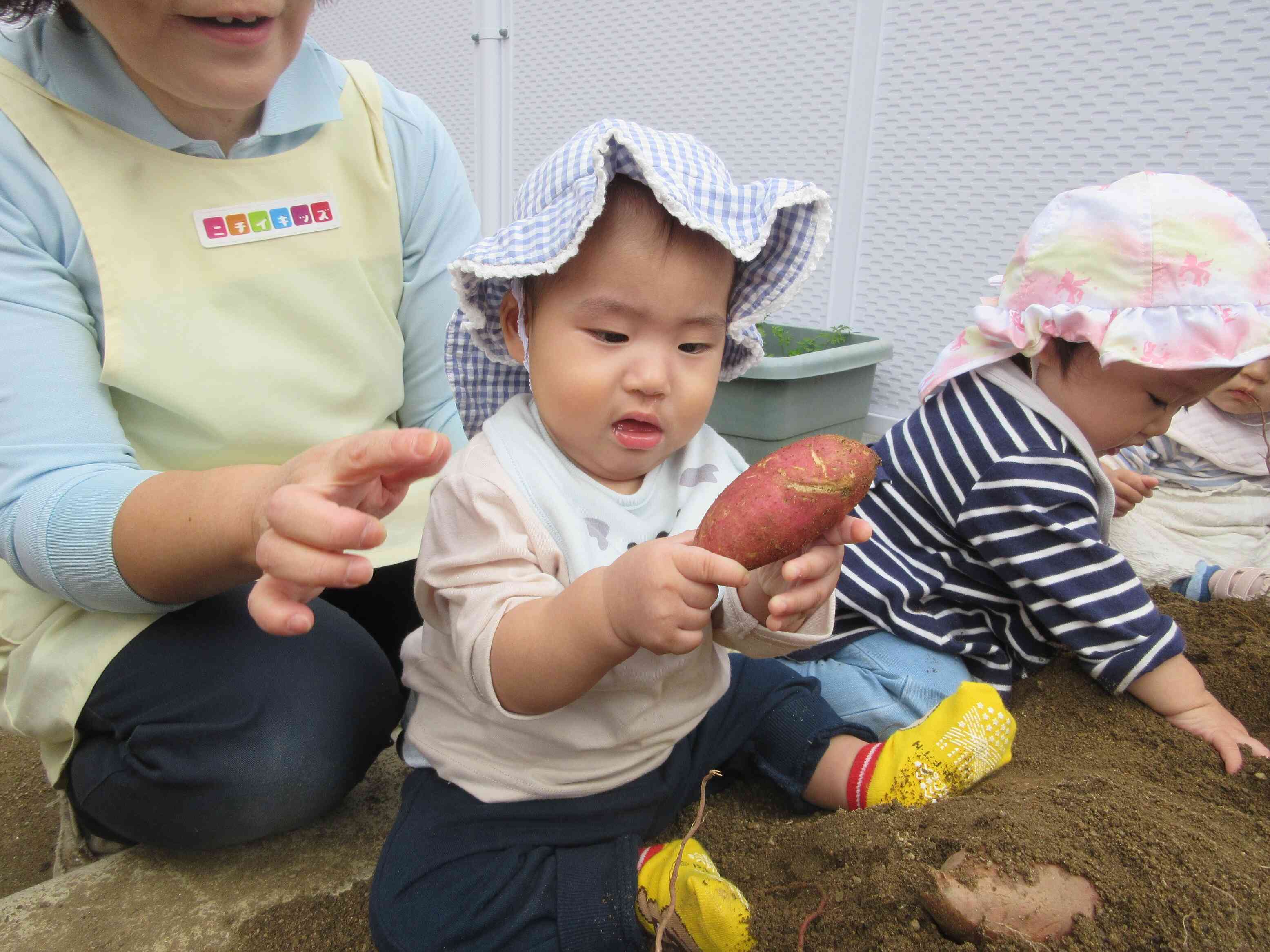 さつまいもの感触に興味津々