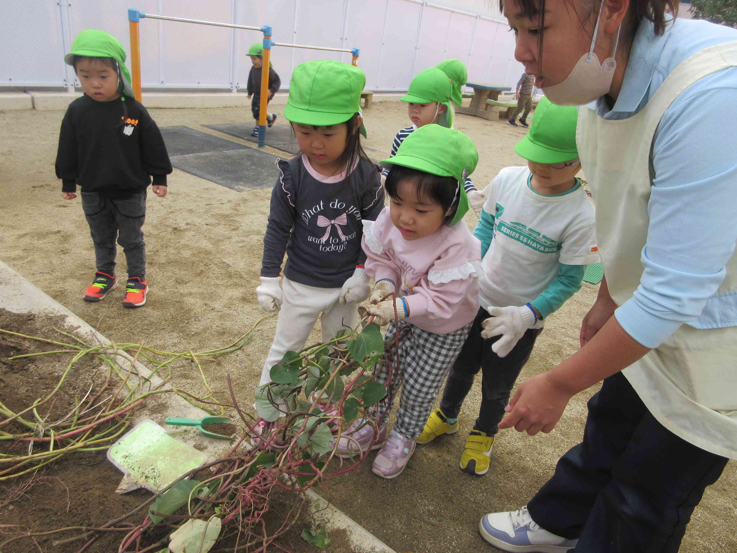 ☆さつまいも堀りをしたよ☆