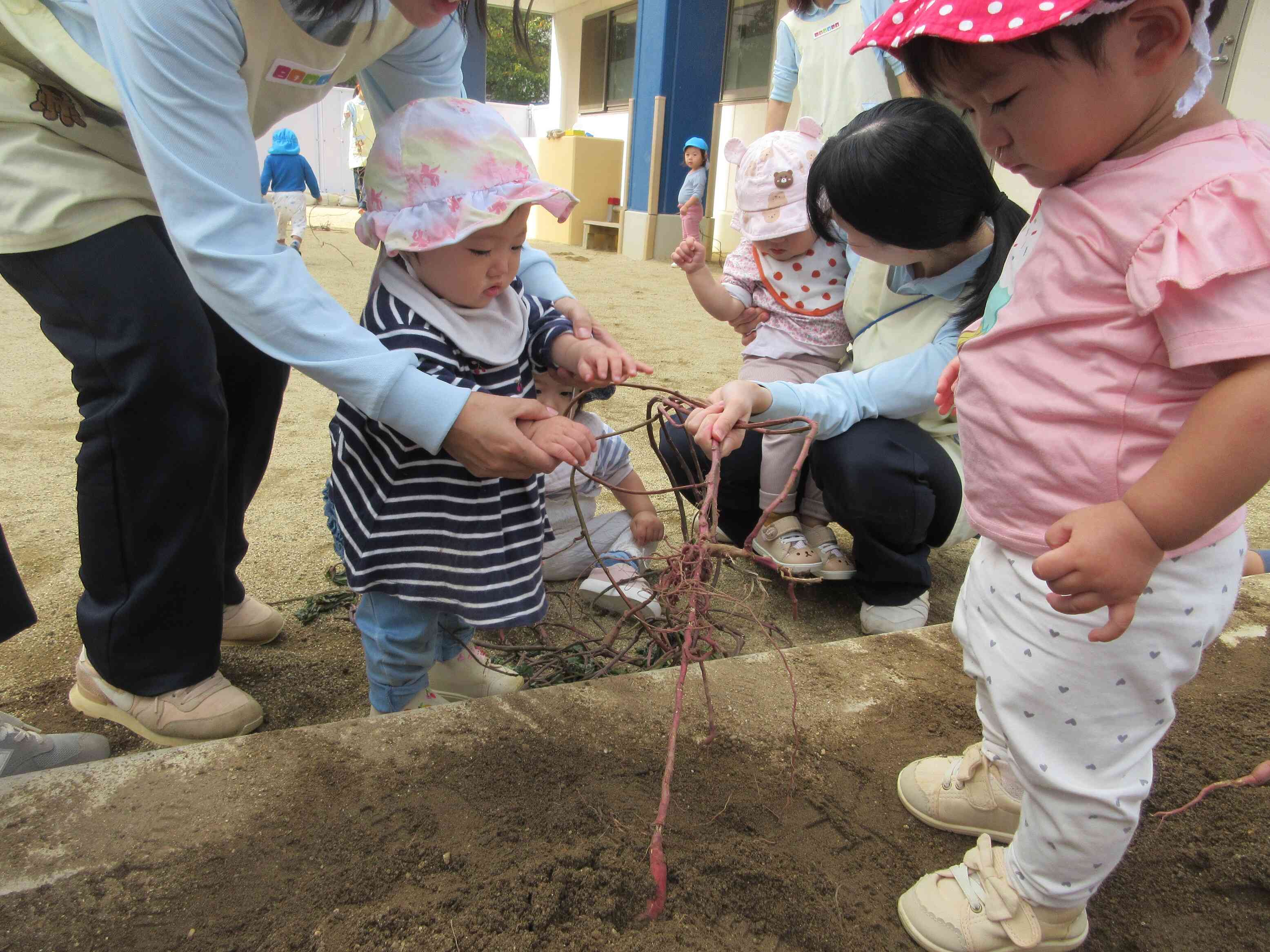 ０歳児ひよこ組さんもお芋ほりをしたよ