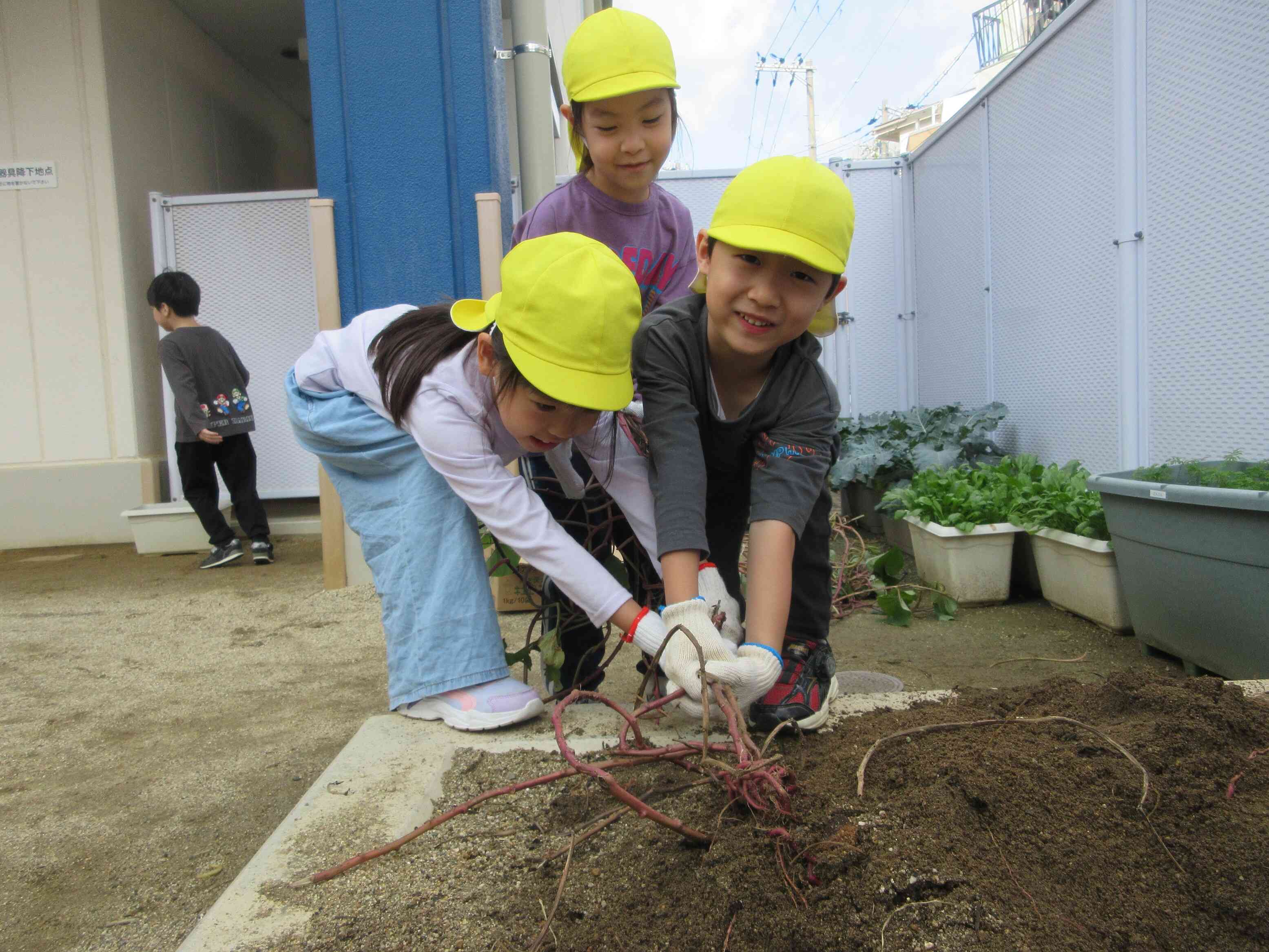 うんとこしょどっこいしょ。なかなか抜けないよ～