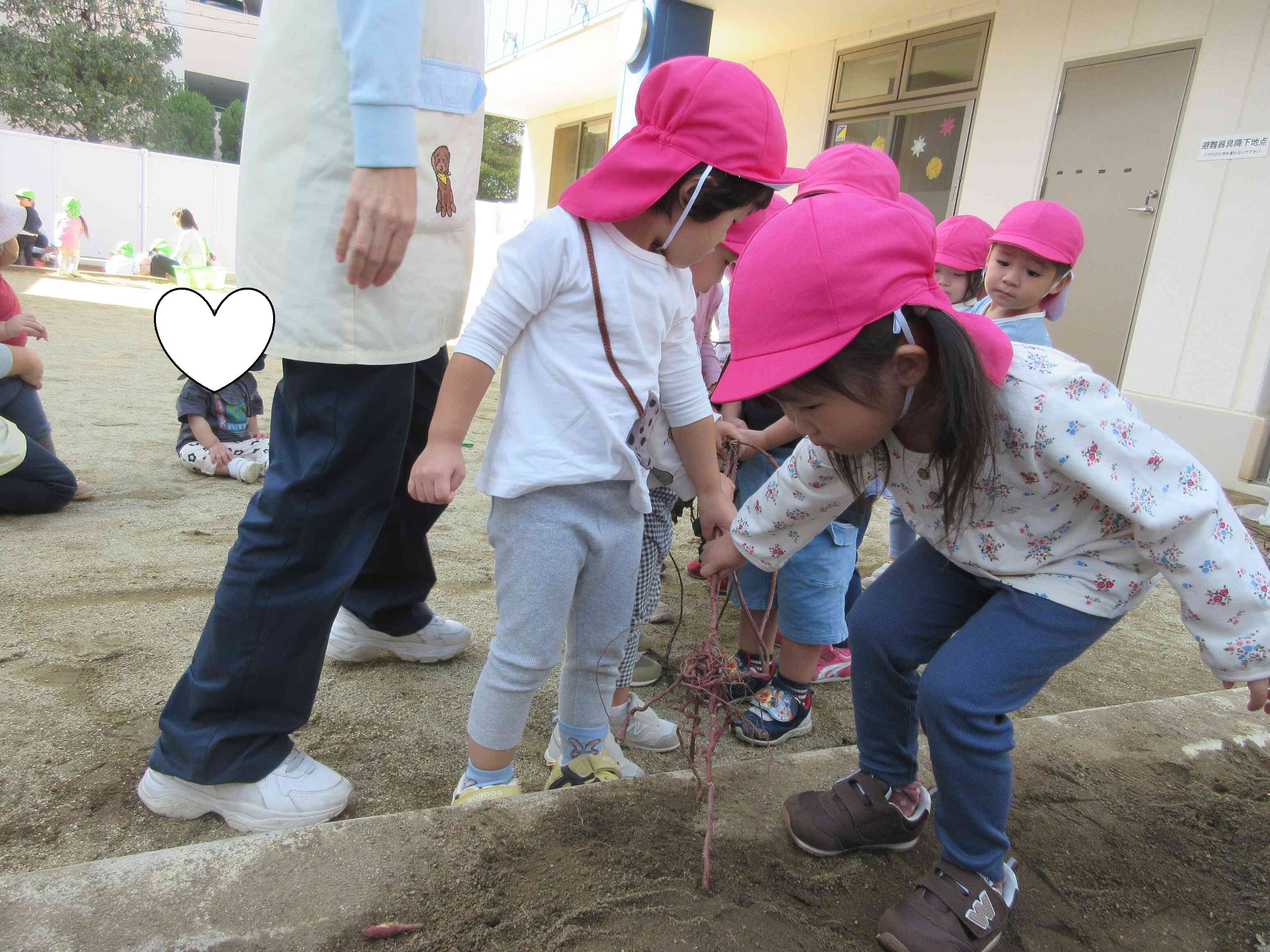 このツルの先にどんなさつまいもがあるのか気になるね