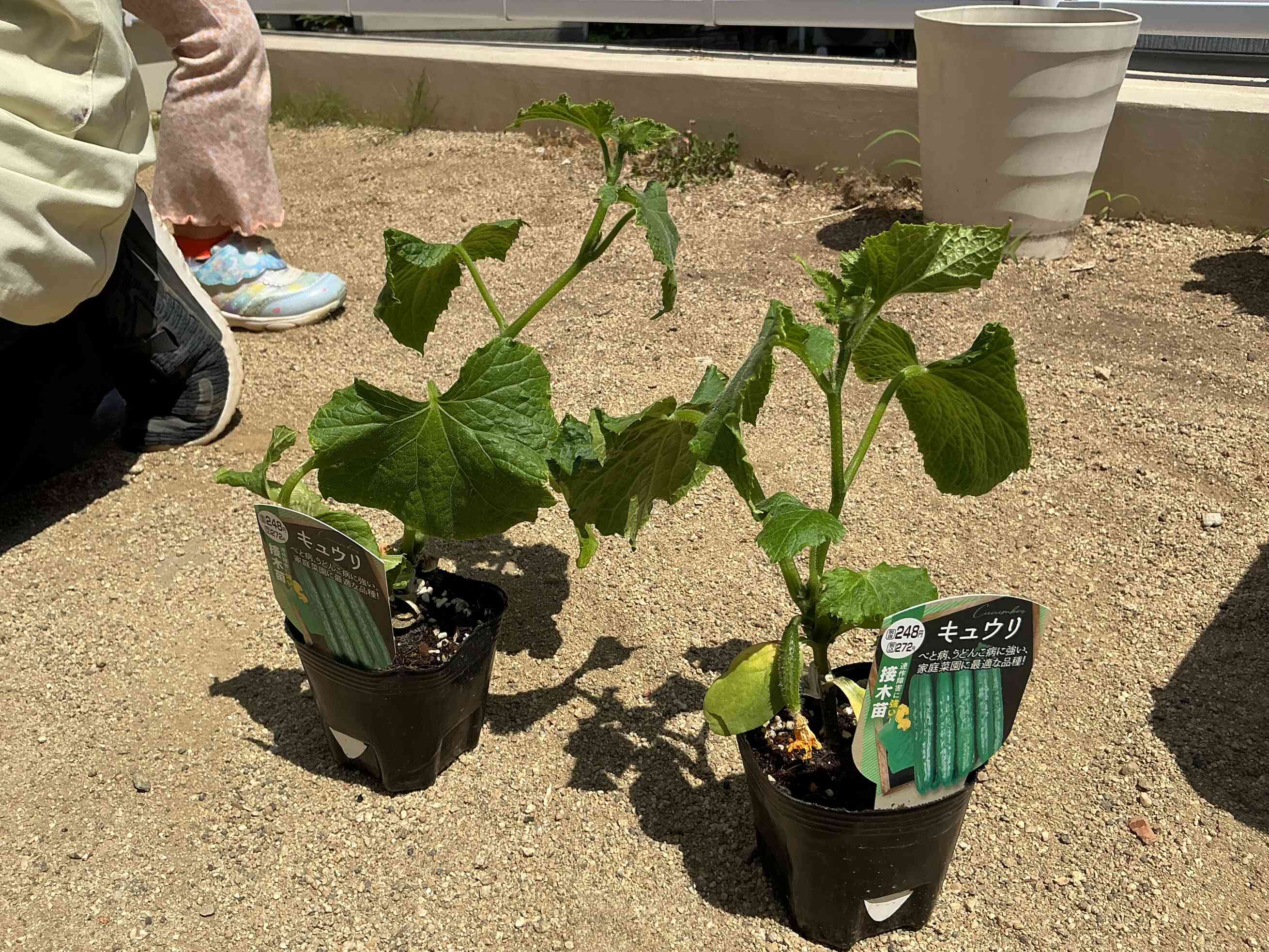 【幼児食育】夏野菜を植えたよ