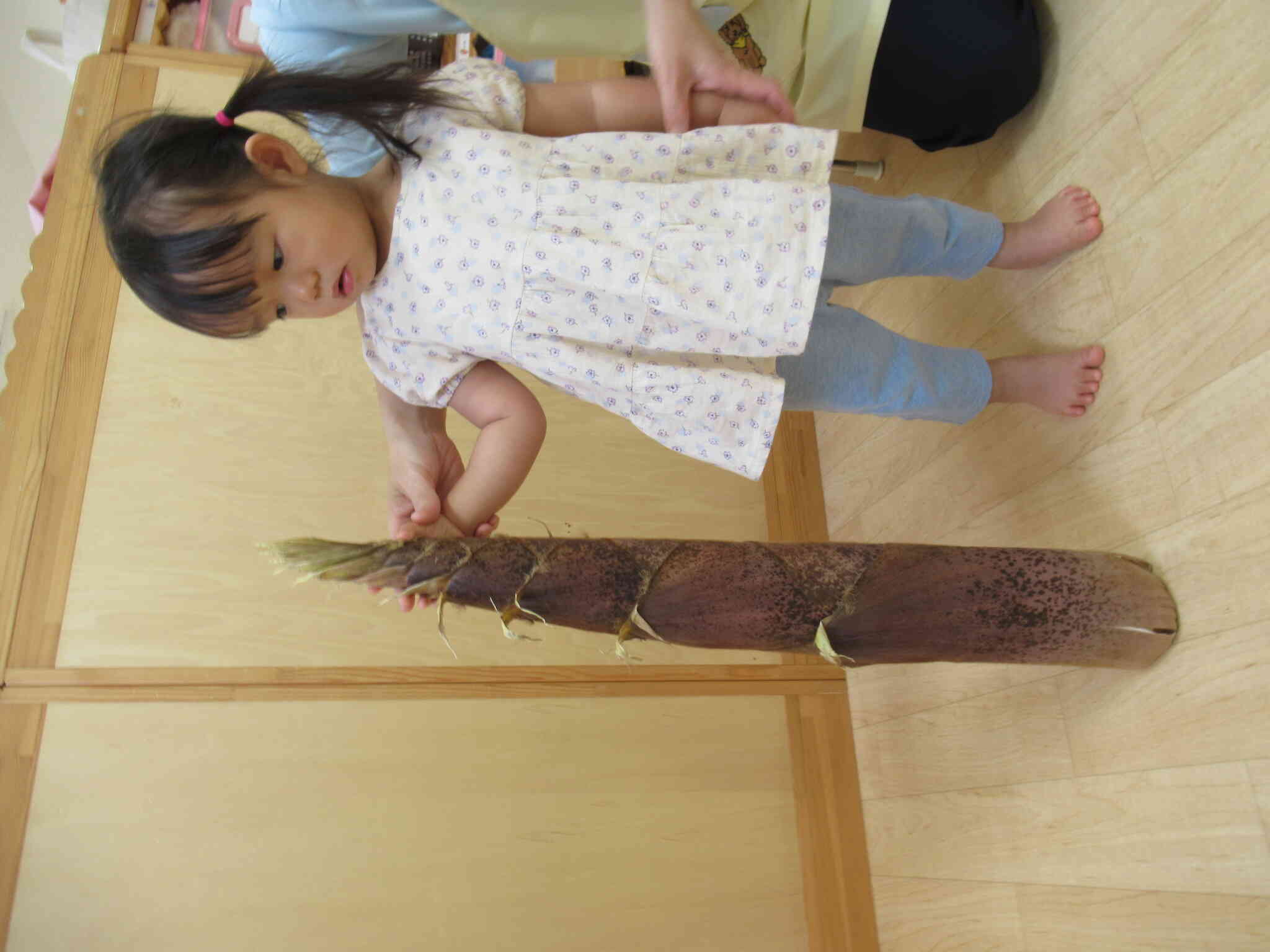 横に並んだ筍
