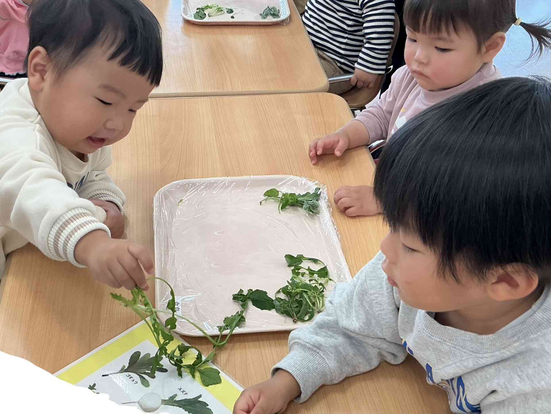 １月食育「七草について知ろう」