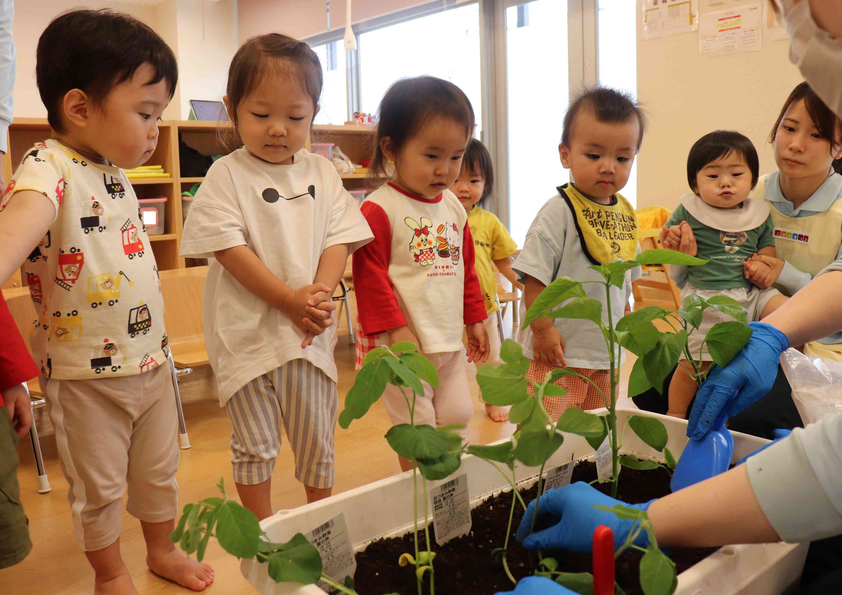 夏野菜の苗植え