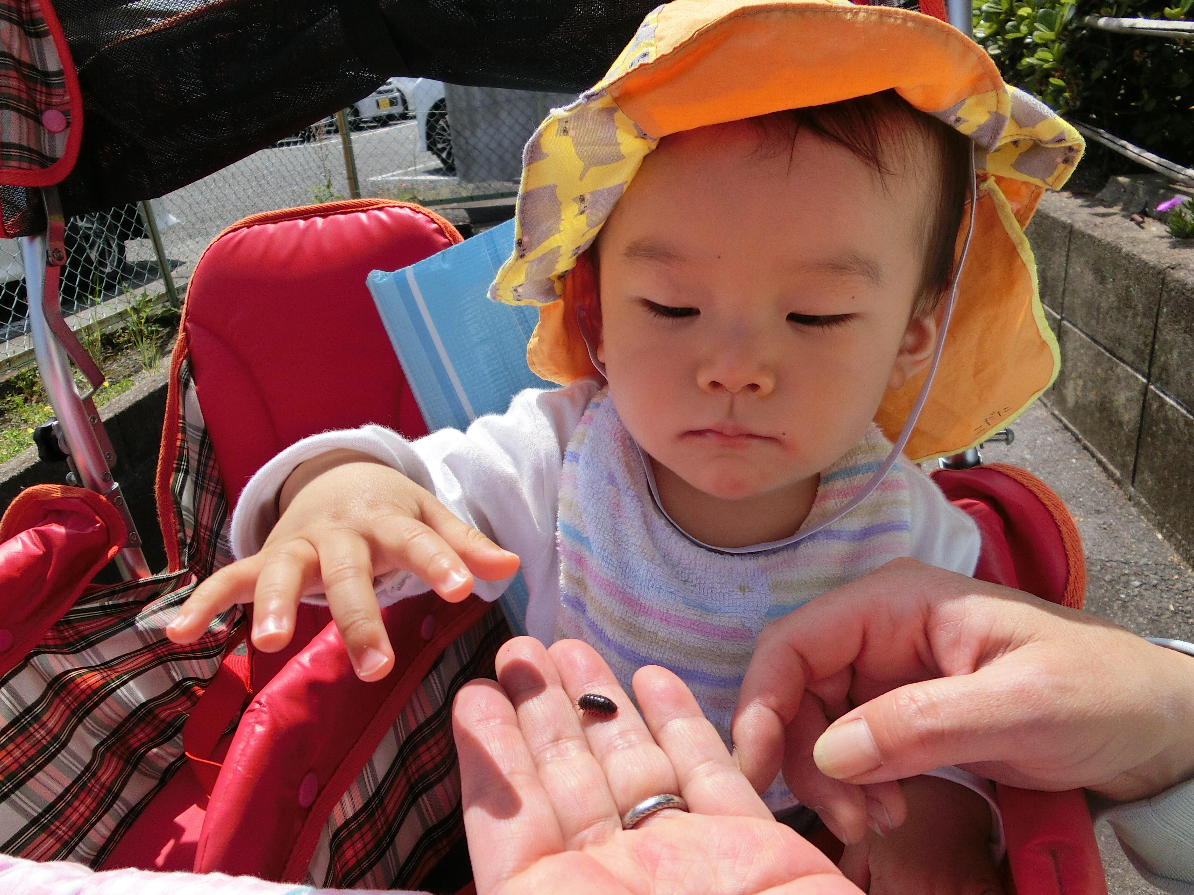 ダンゴムシ発見