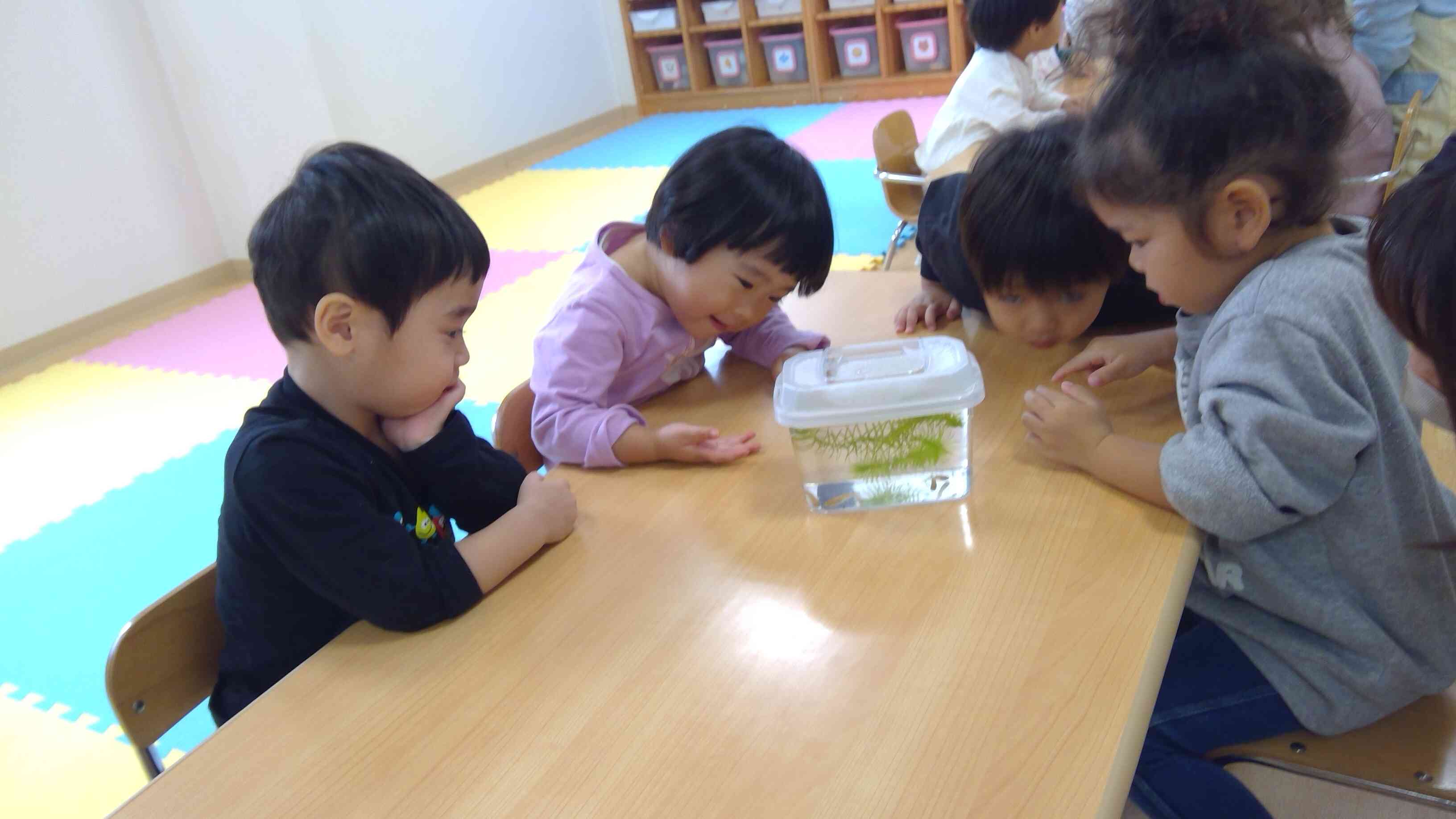 11月もたくさんの自然物と触れ合ったよ。うさぎ組(2歳児)