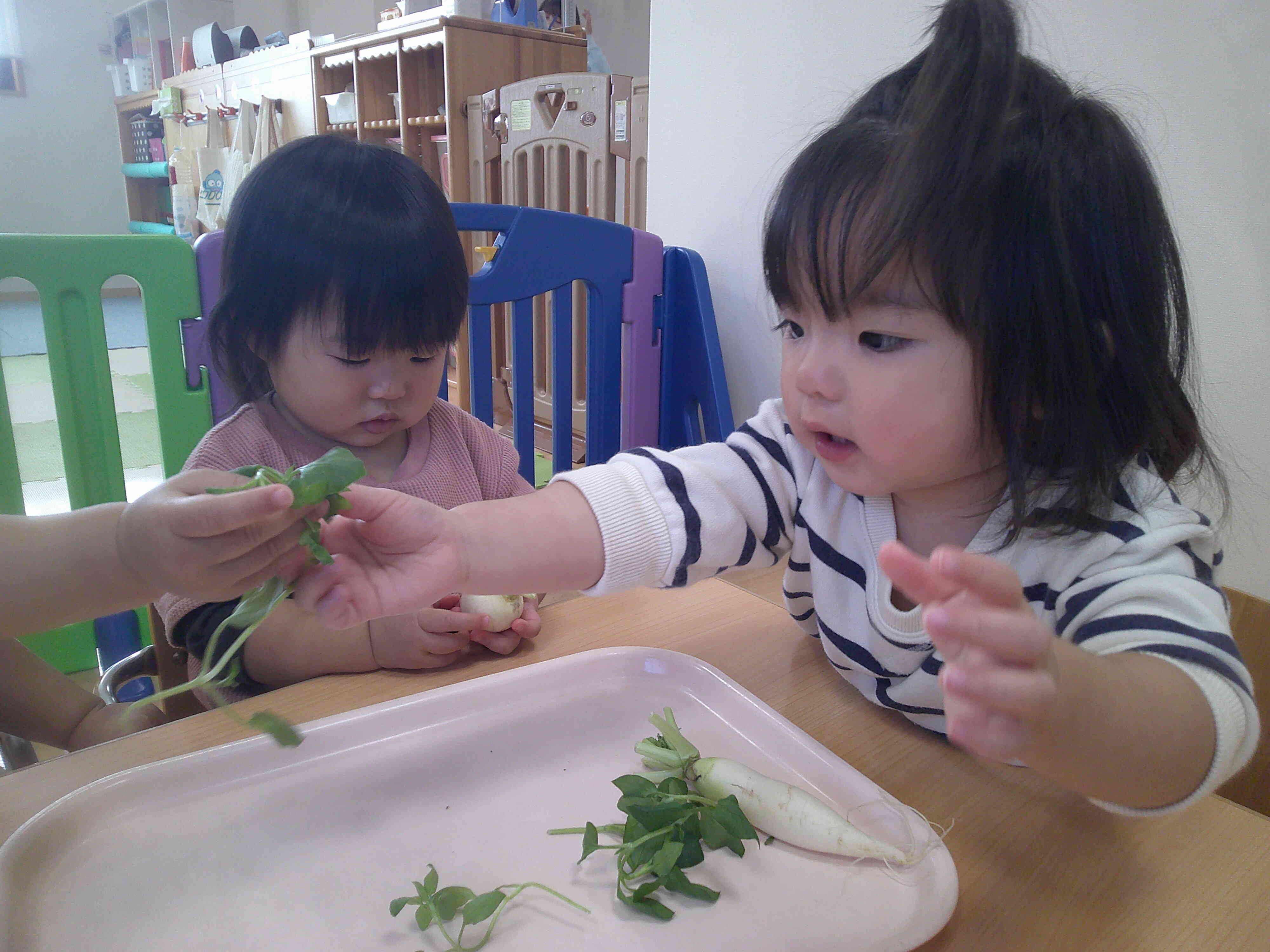 七草を触ってみたよ！