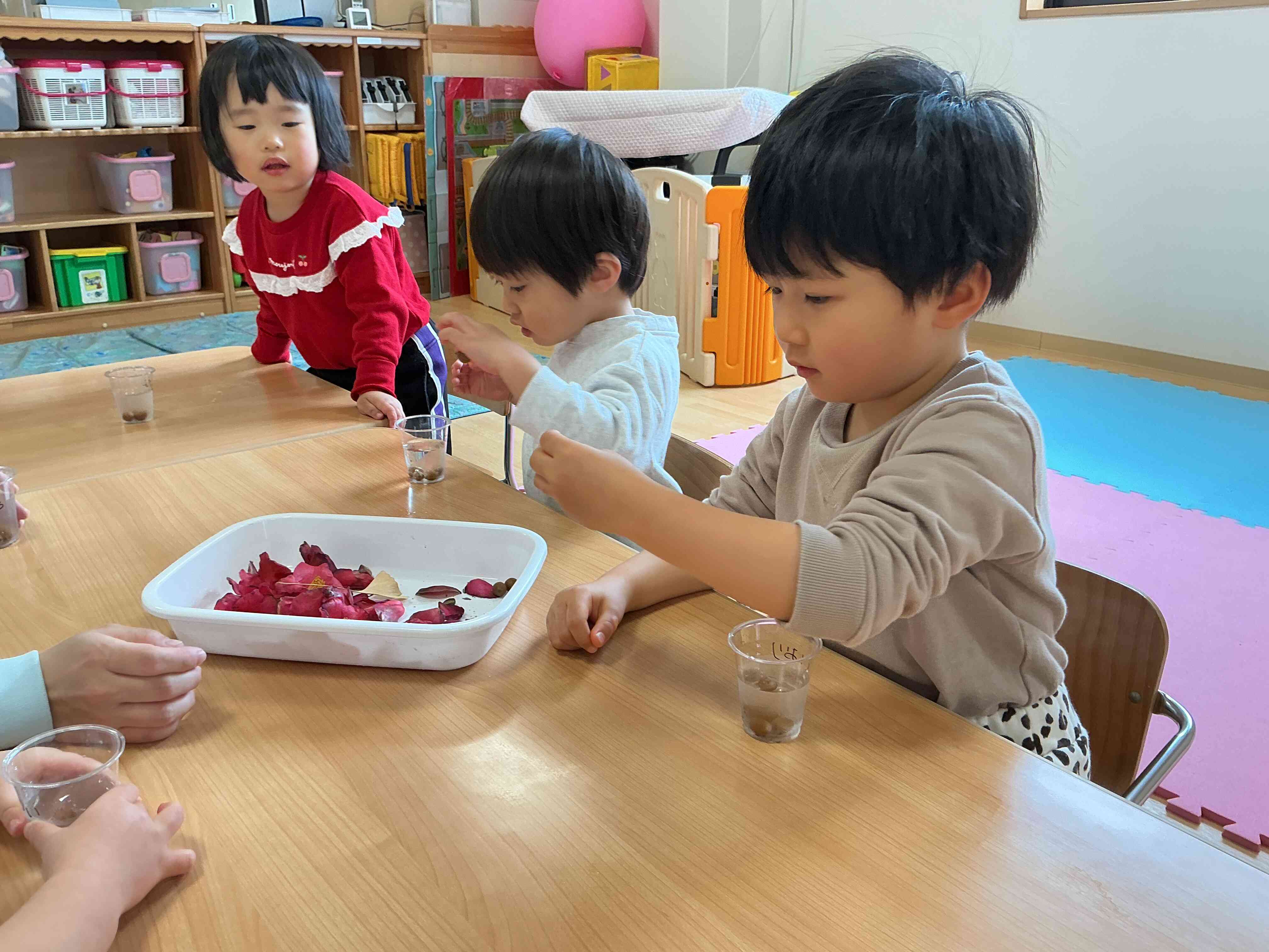 どんぐりやつばきを…