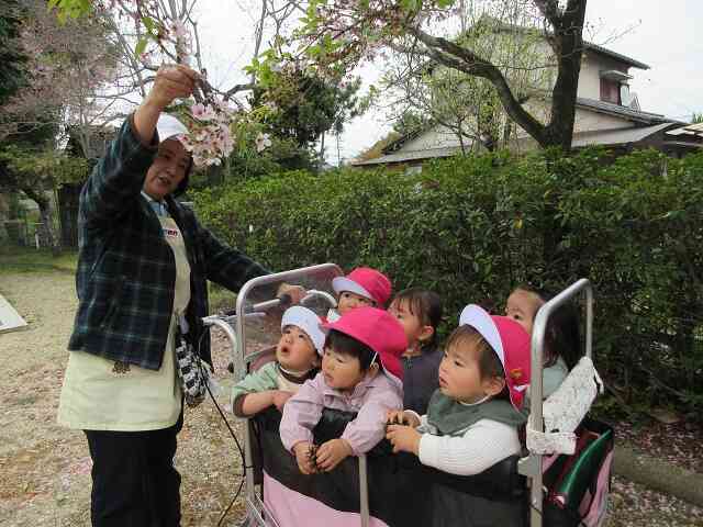 春を感じています！(あひる組1歳児)
