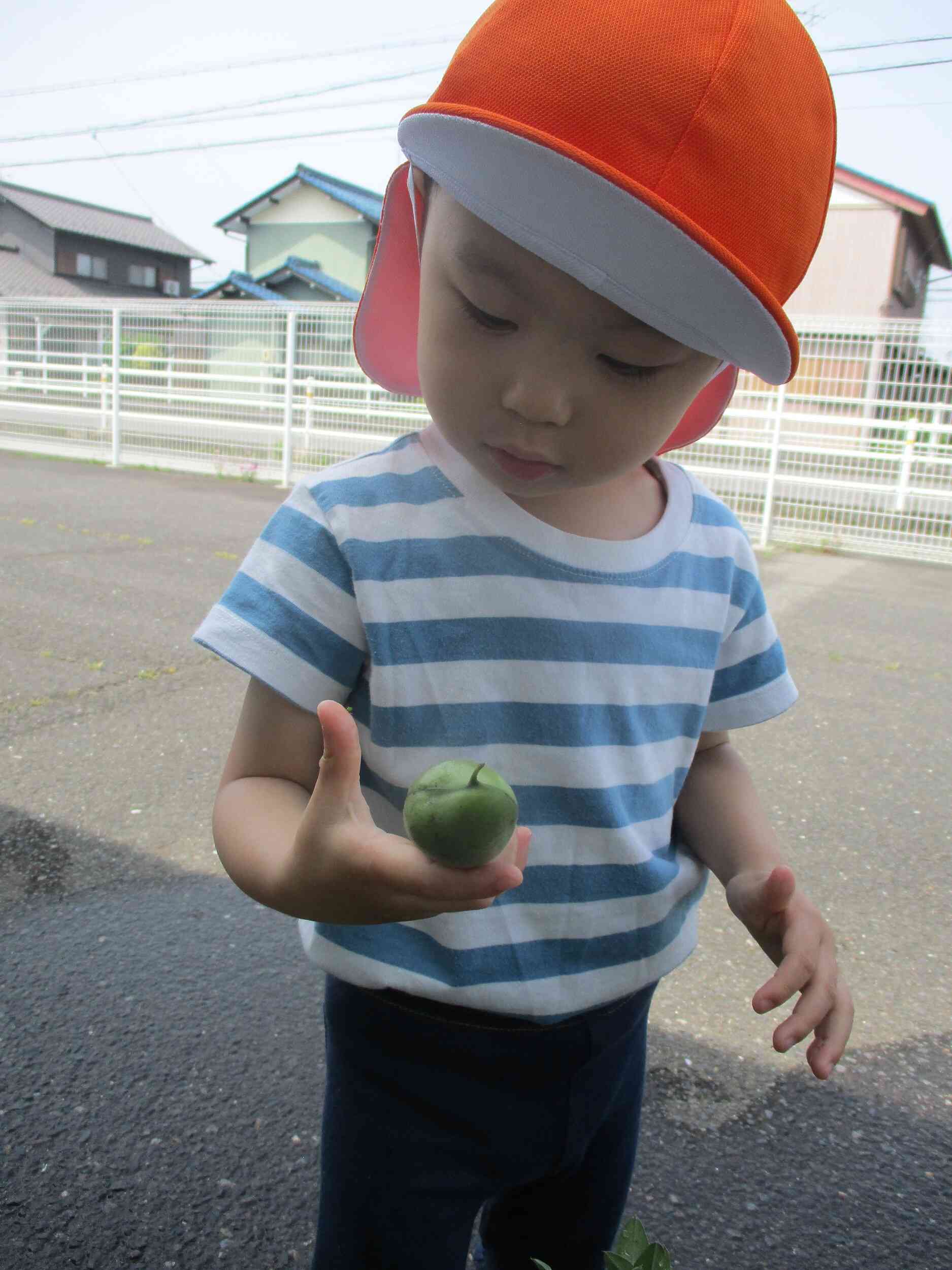 これがソラマメなの？