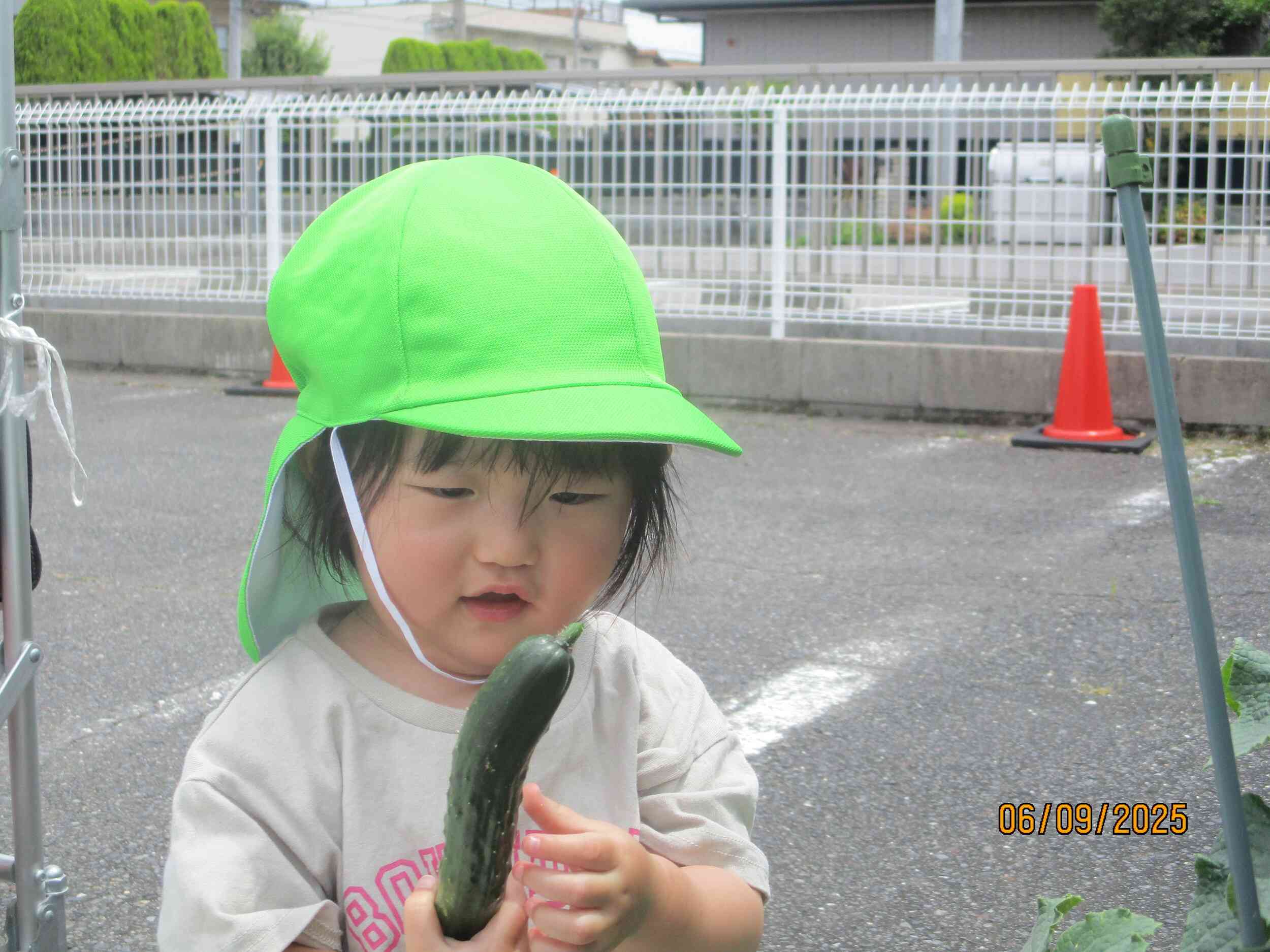 お野菜の収穫。(あひる組)