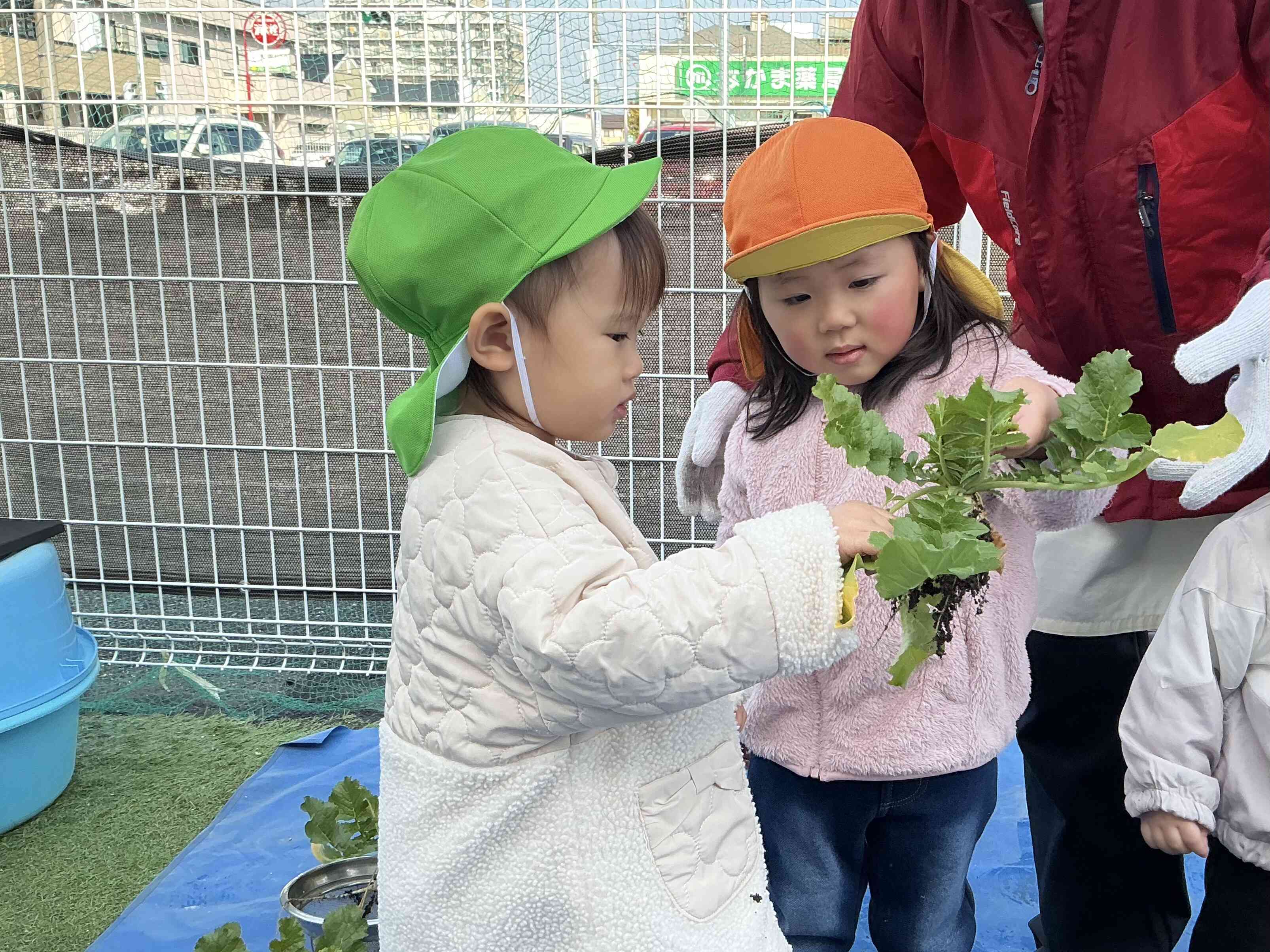 わ〜だいこんだ〜。