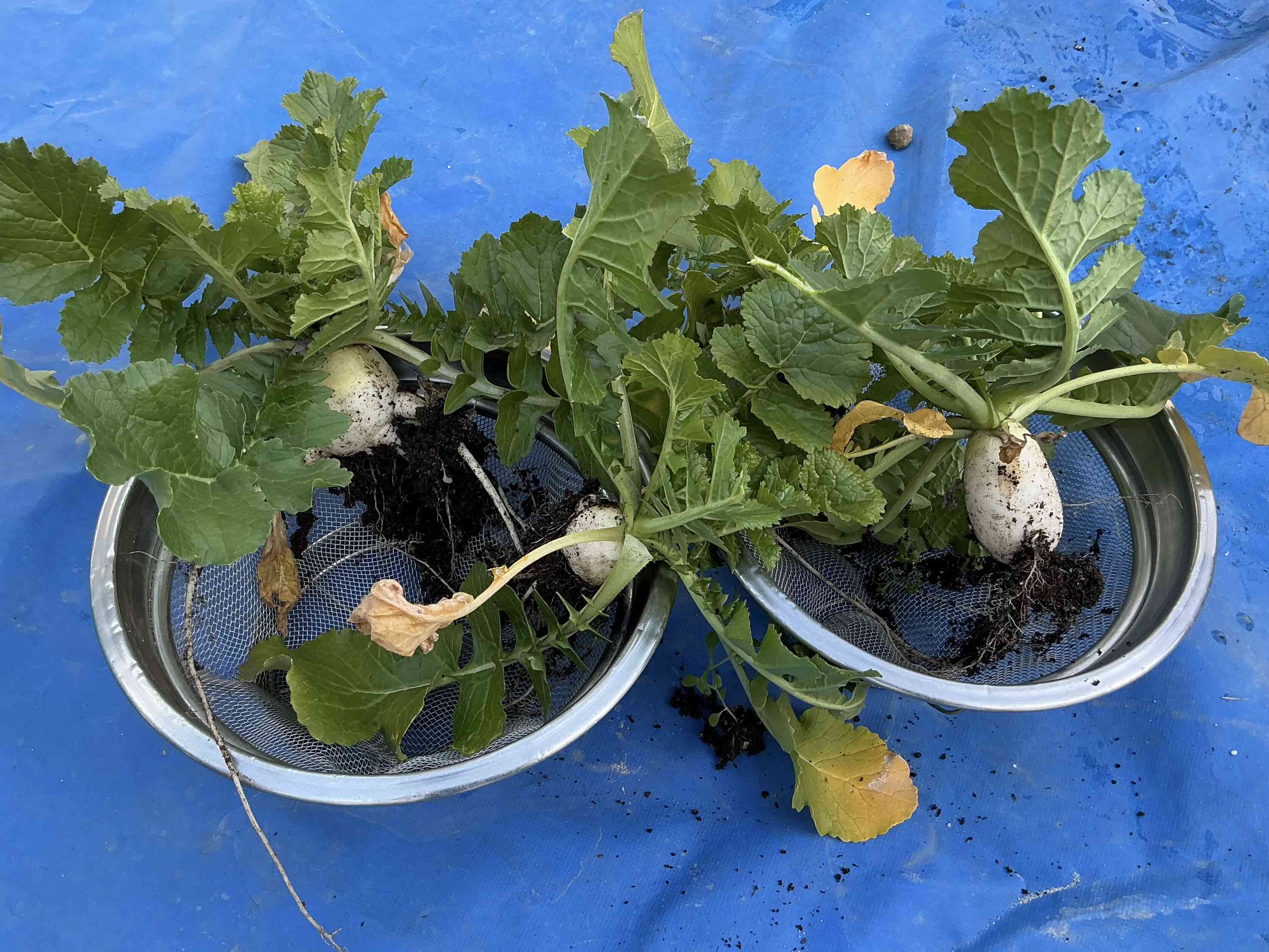 ♡可愛い大根♡